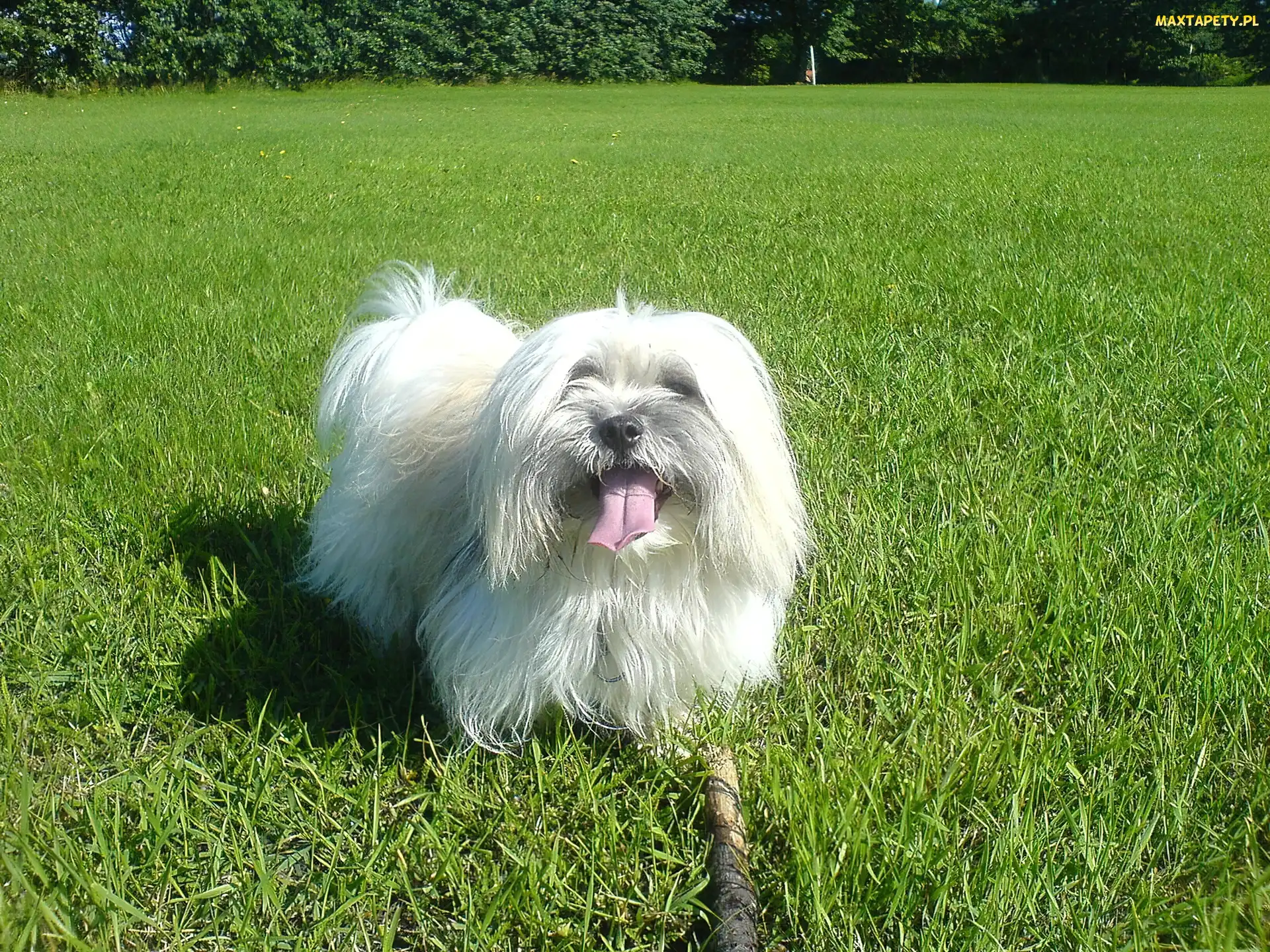 Coton de Tulear, Łąka, Piesek
