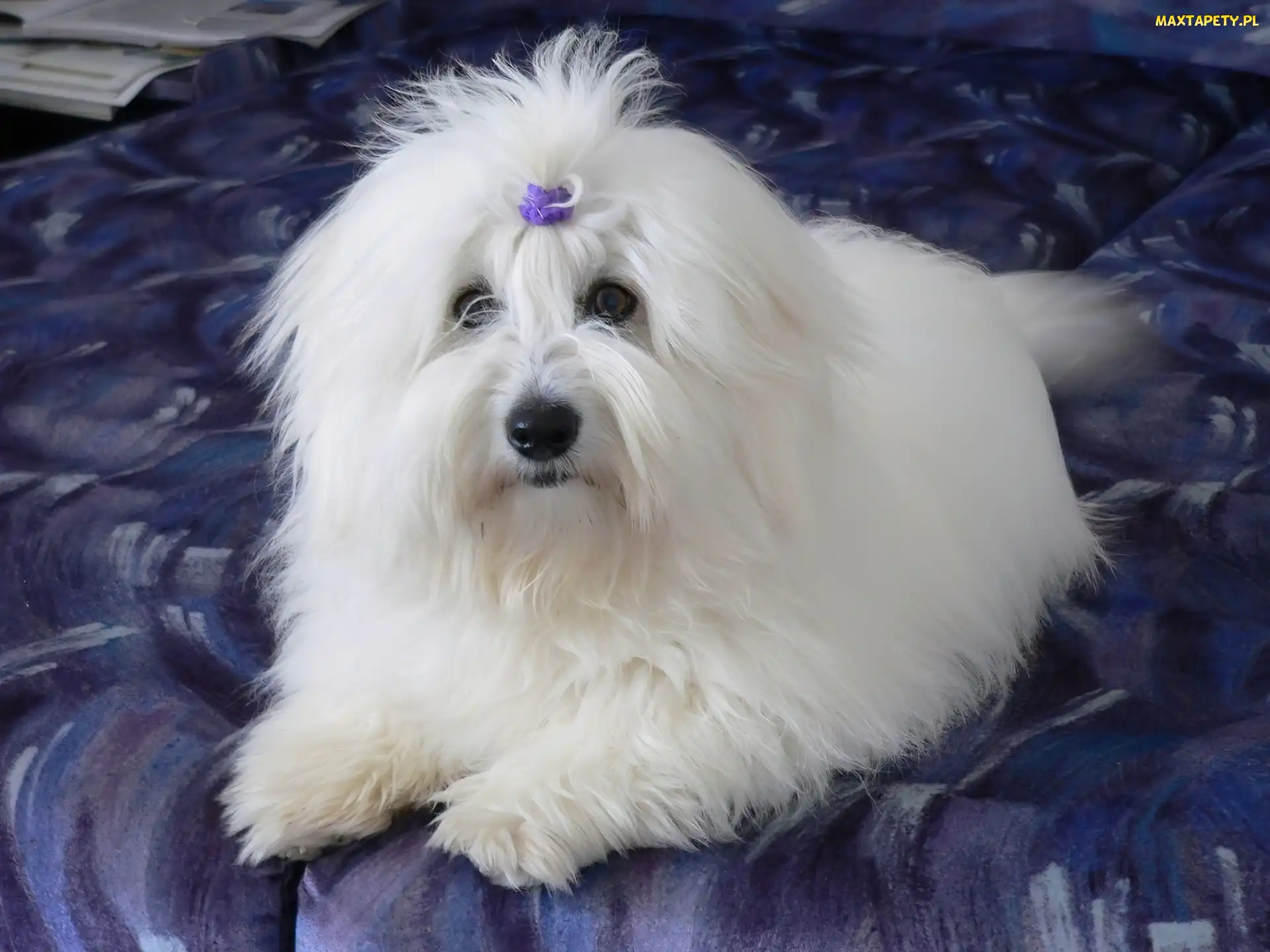 Piesek, Kokardka, Coton de Tulear