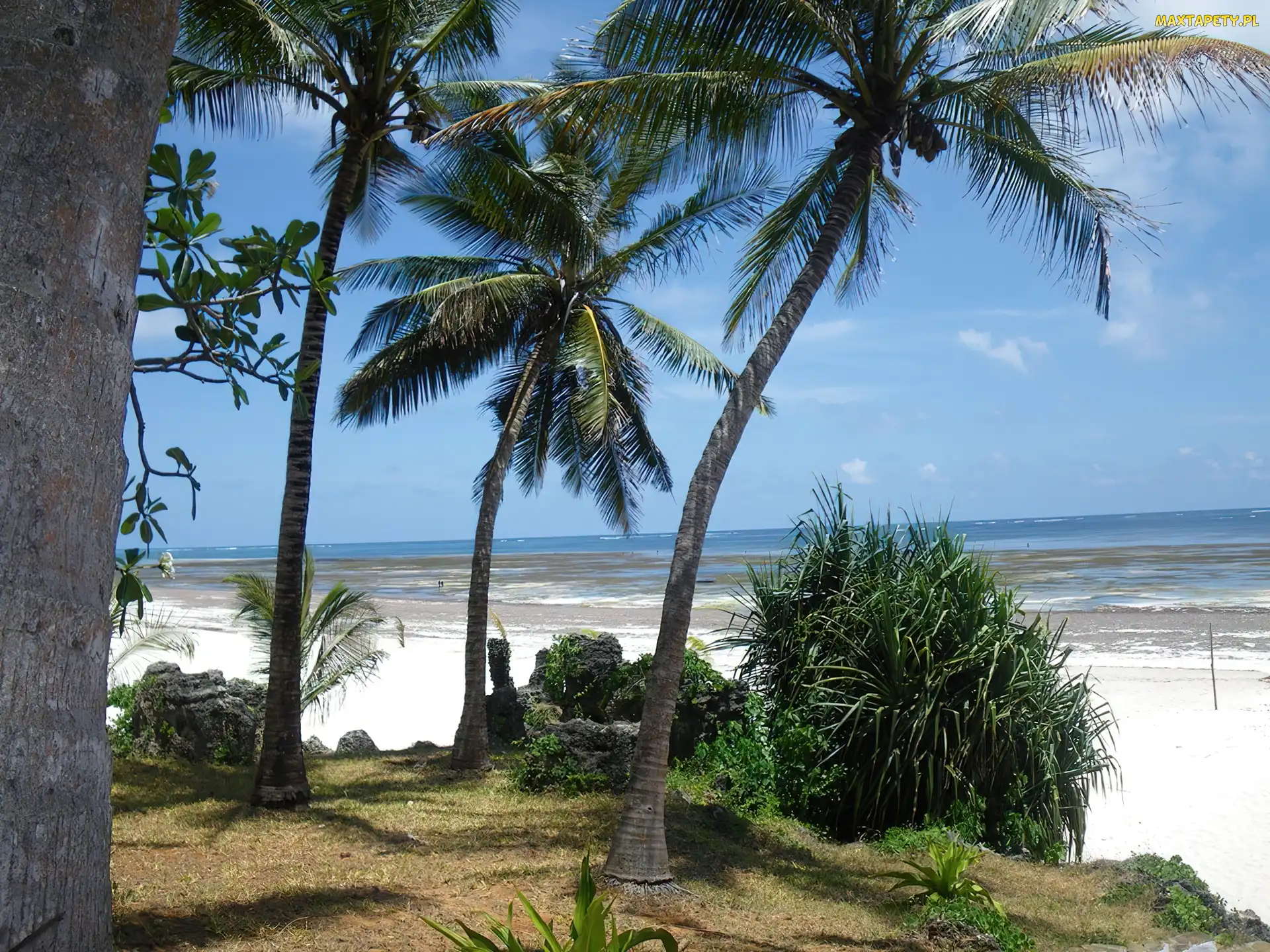 Morze, Palmy, Plaża