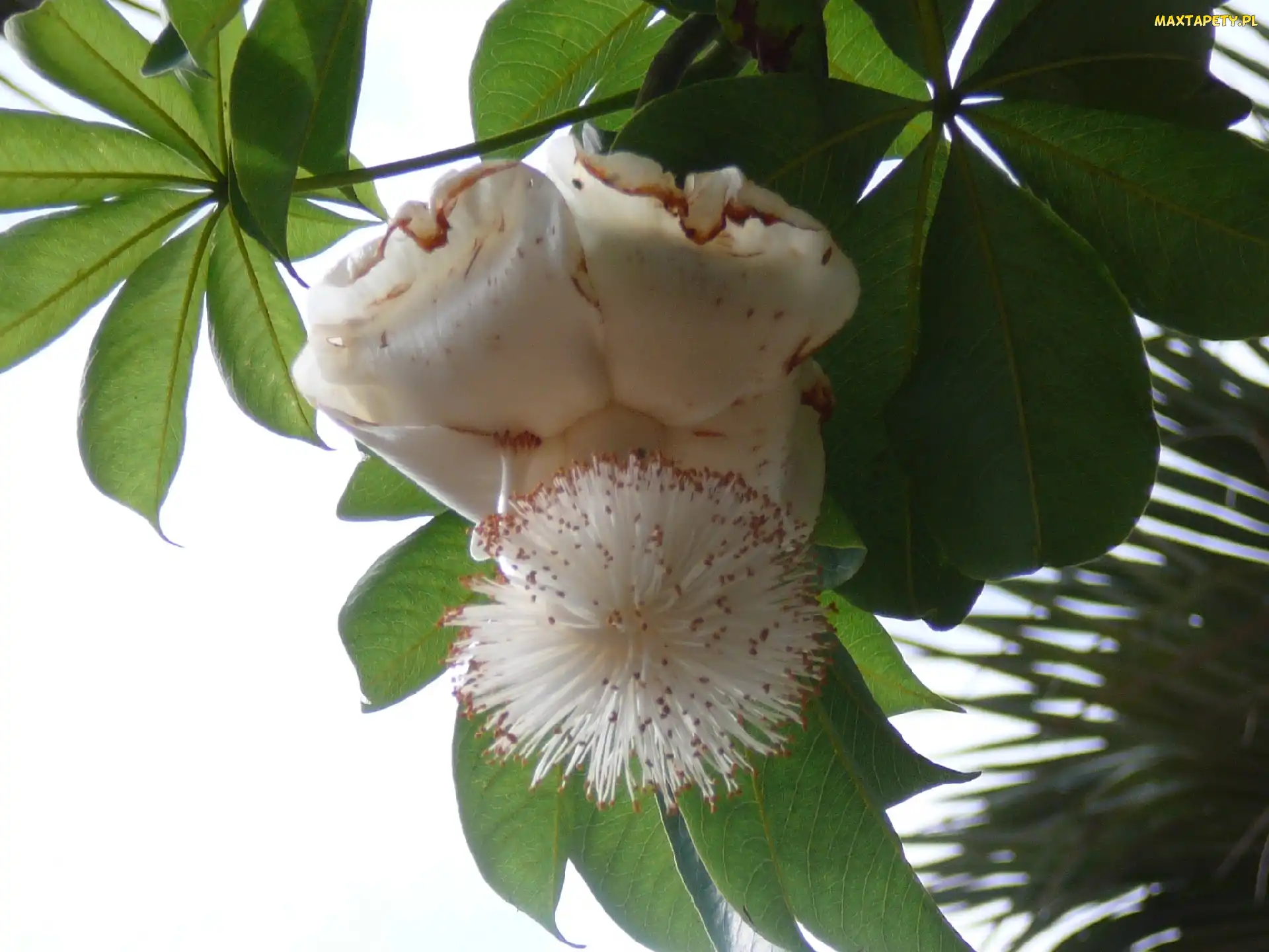 Kwiat, Adansonia Digitata, Baobabu