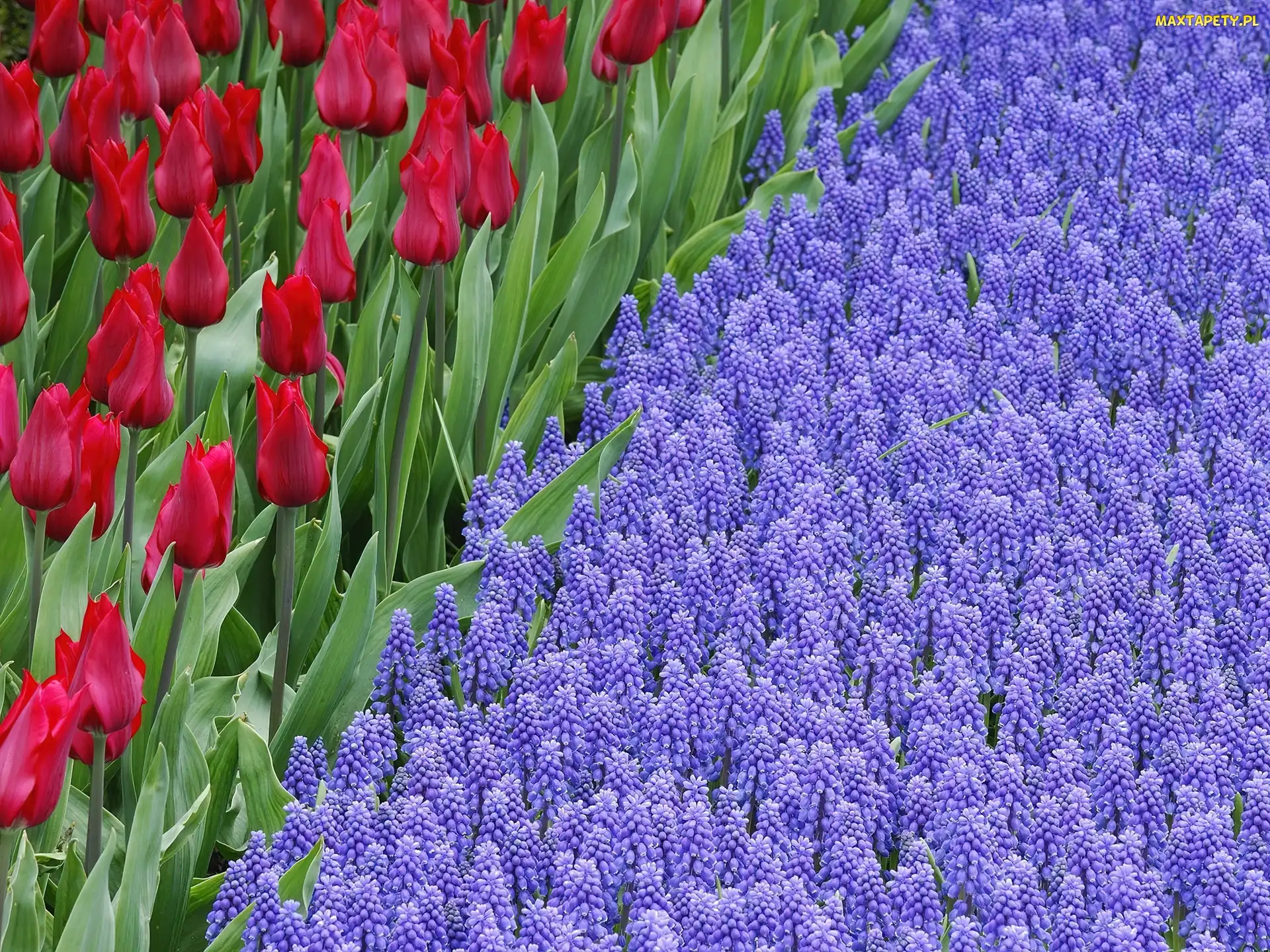 Piękne, Szafirki, Czerwone, Tulipany, Kwiaty