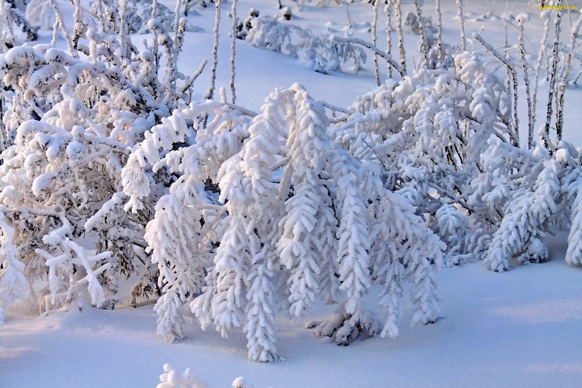 Pokryte, Śniegiem, Krzewy