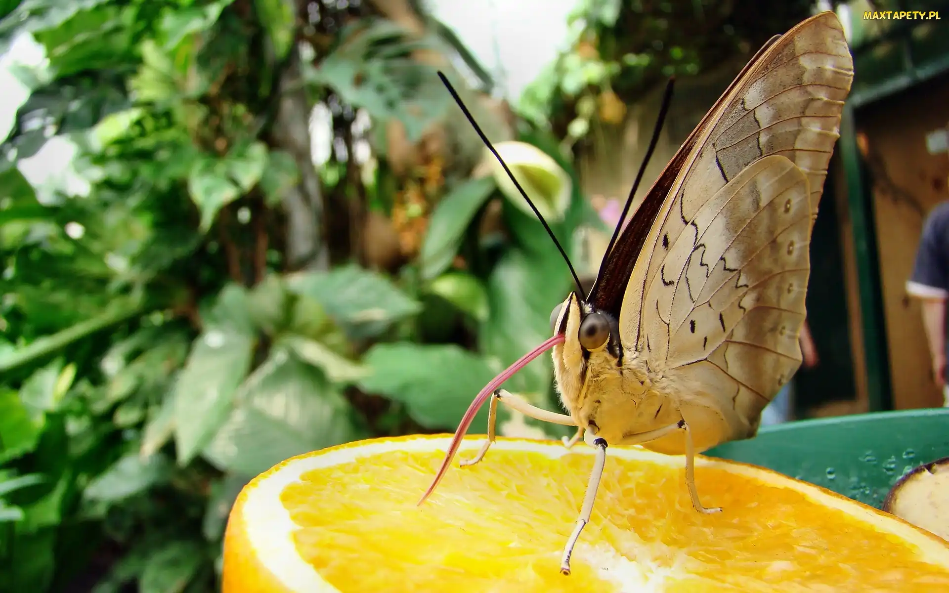 Język, Pomarańcza, Motyl