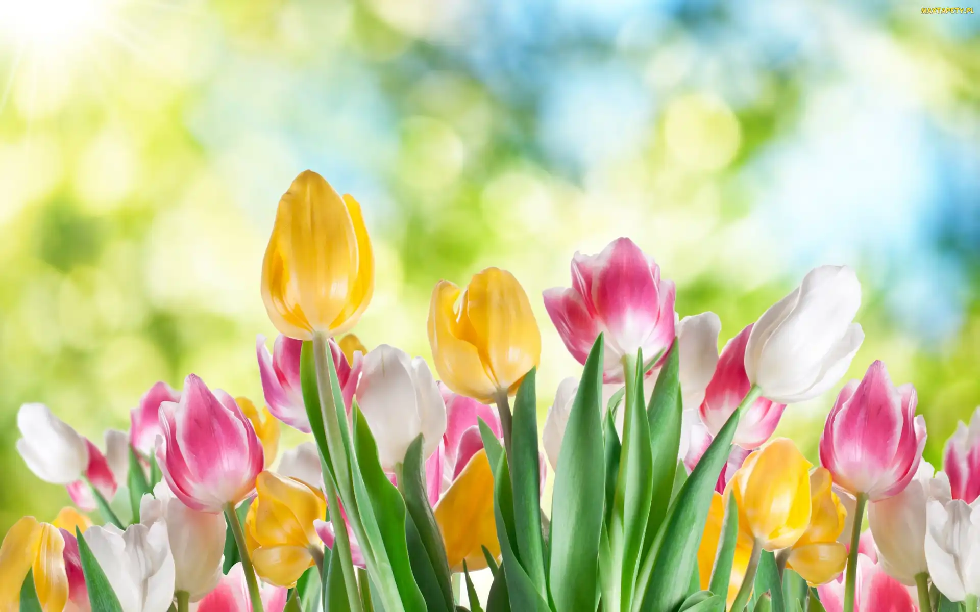 Tulipany, Kolorowe