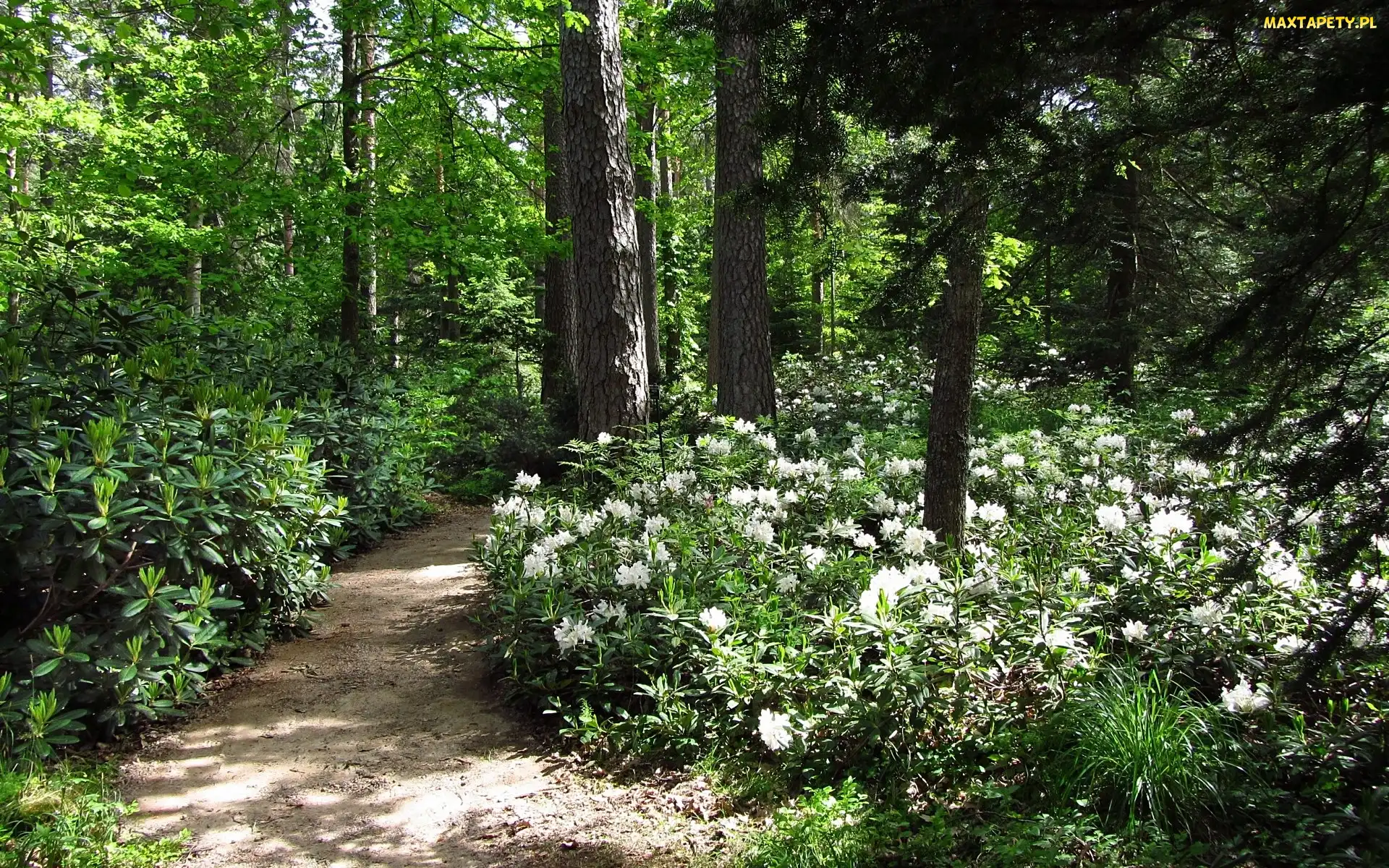 Dróżka, Rododendrony, Las