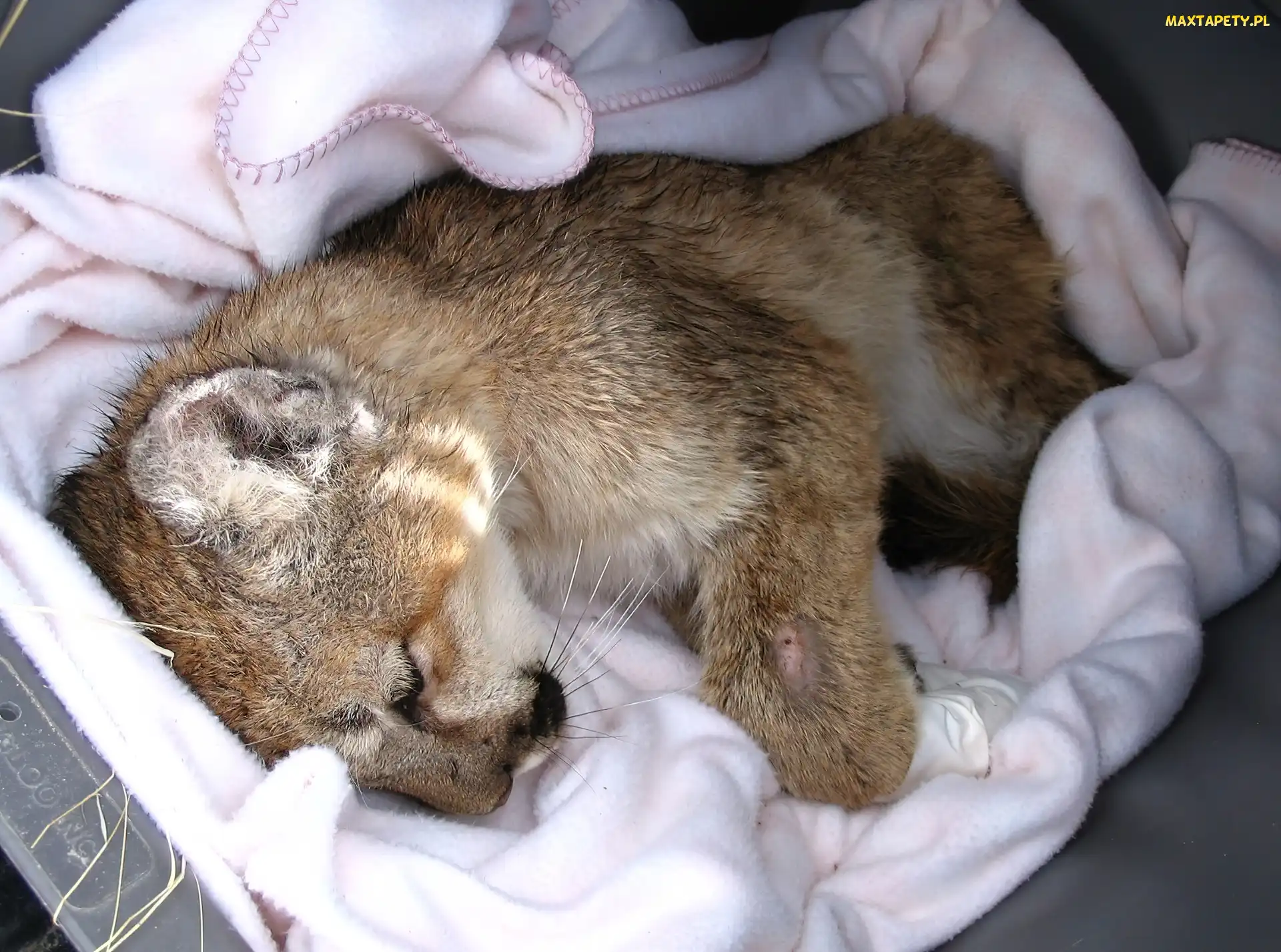 Śpiąca, Kocyk, Puma, Malutka