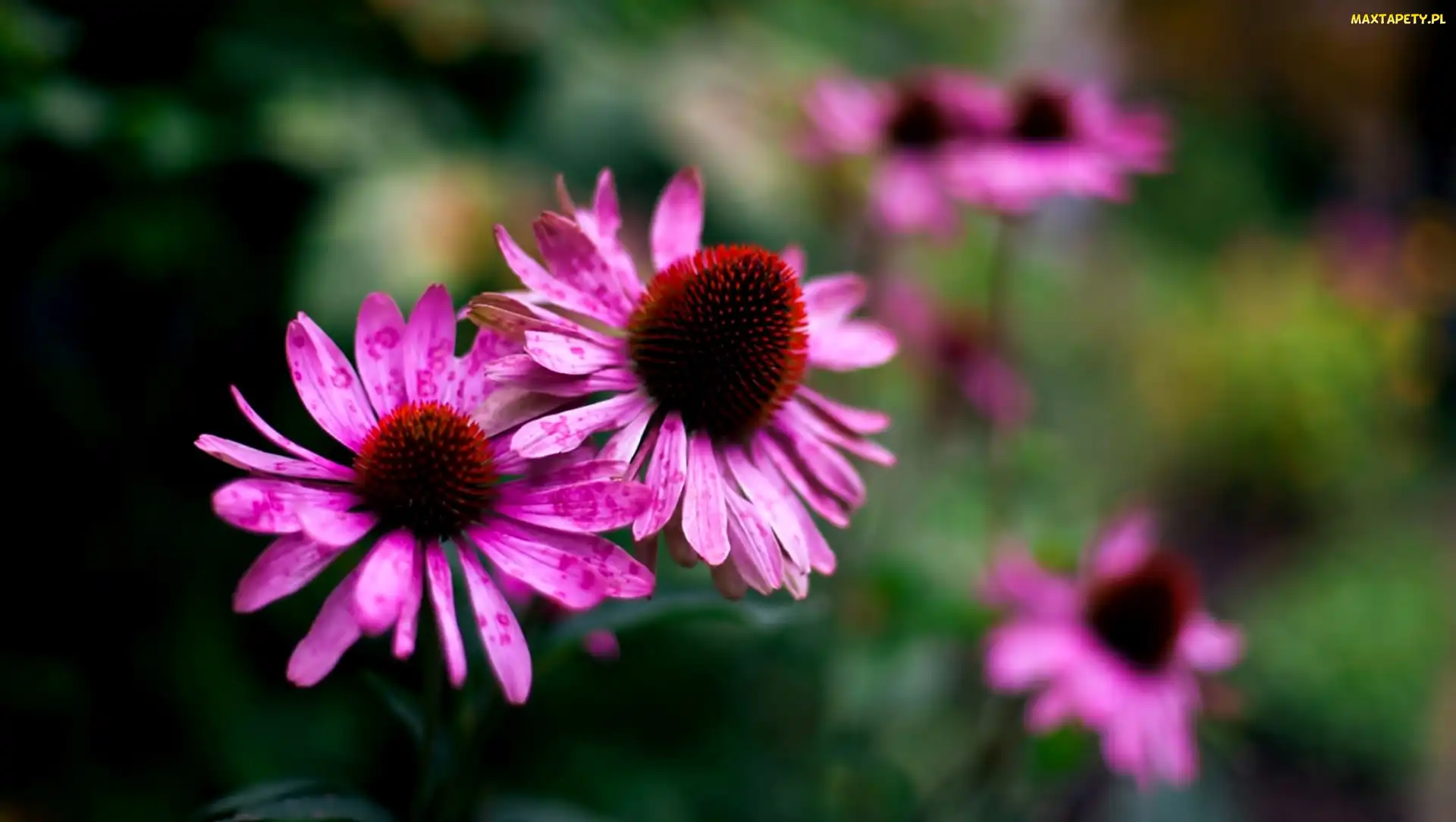 Kwiat, Echinacea
