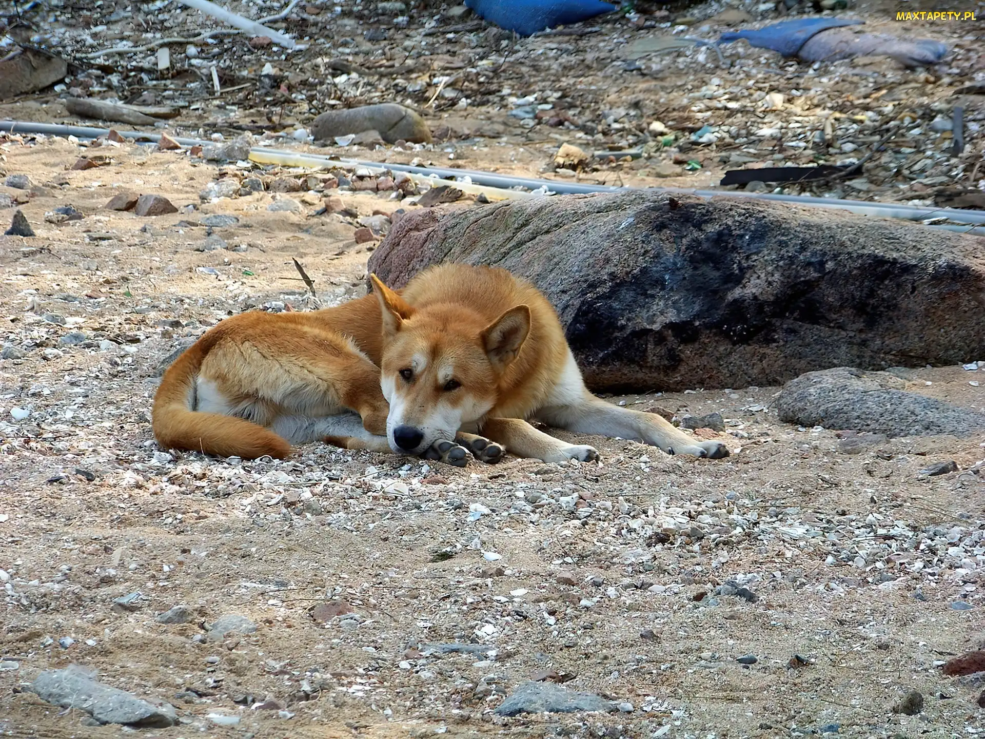 Piesek, Kamyczki, Jindo