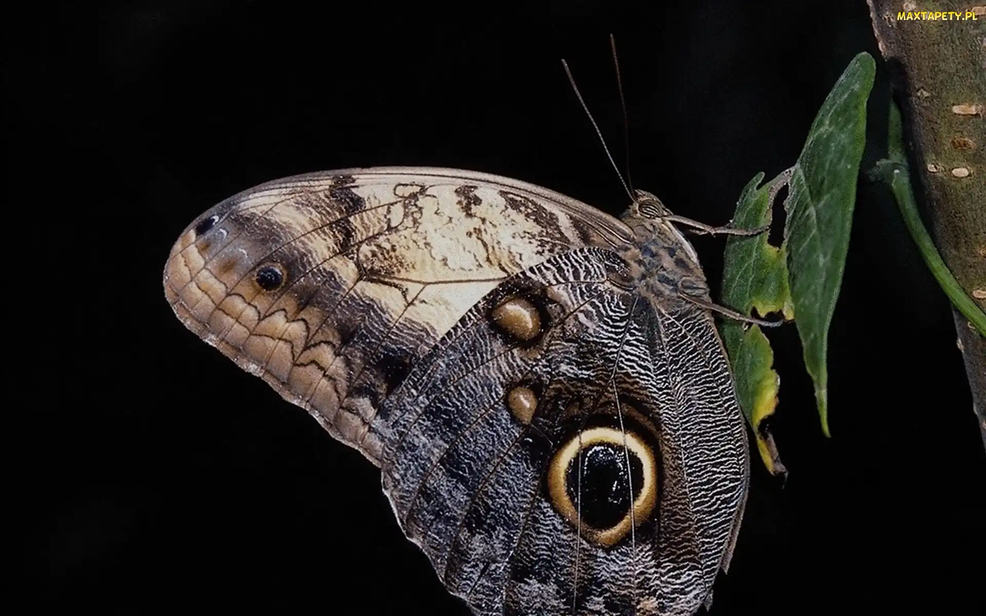 Motyl, Liść, Piękny