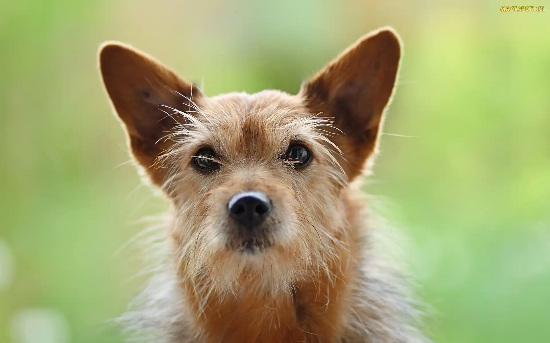 Piesek, Norwich terrier