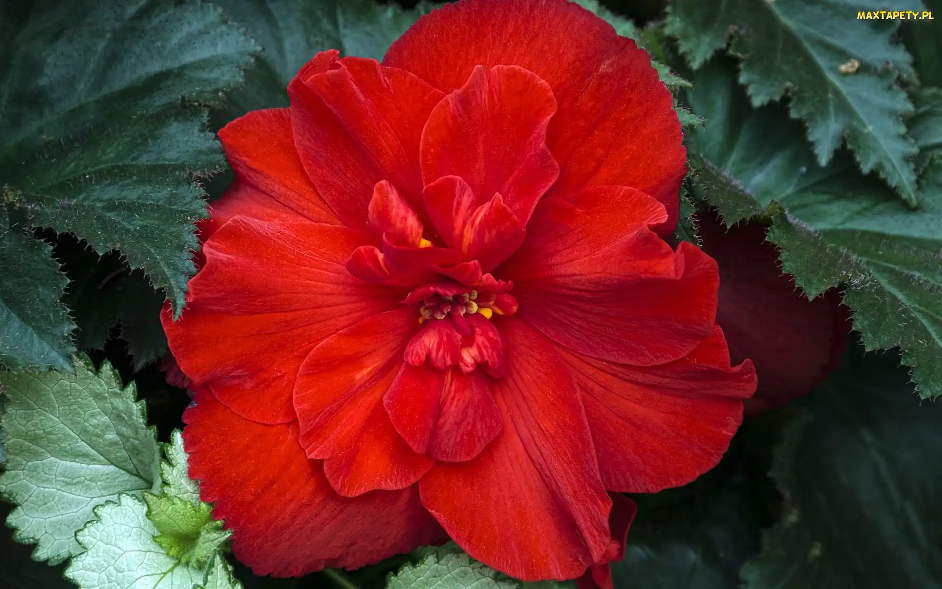 Czerwona, Begonia, Piękna