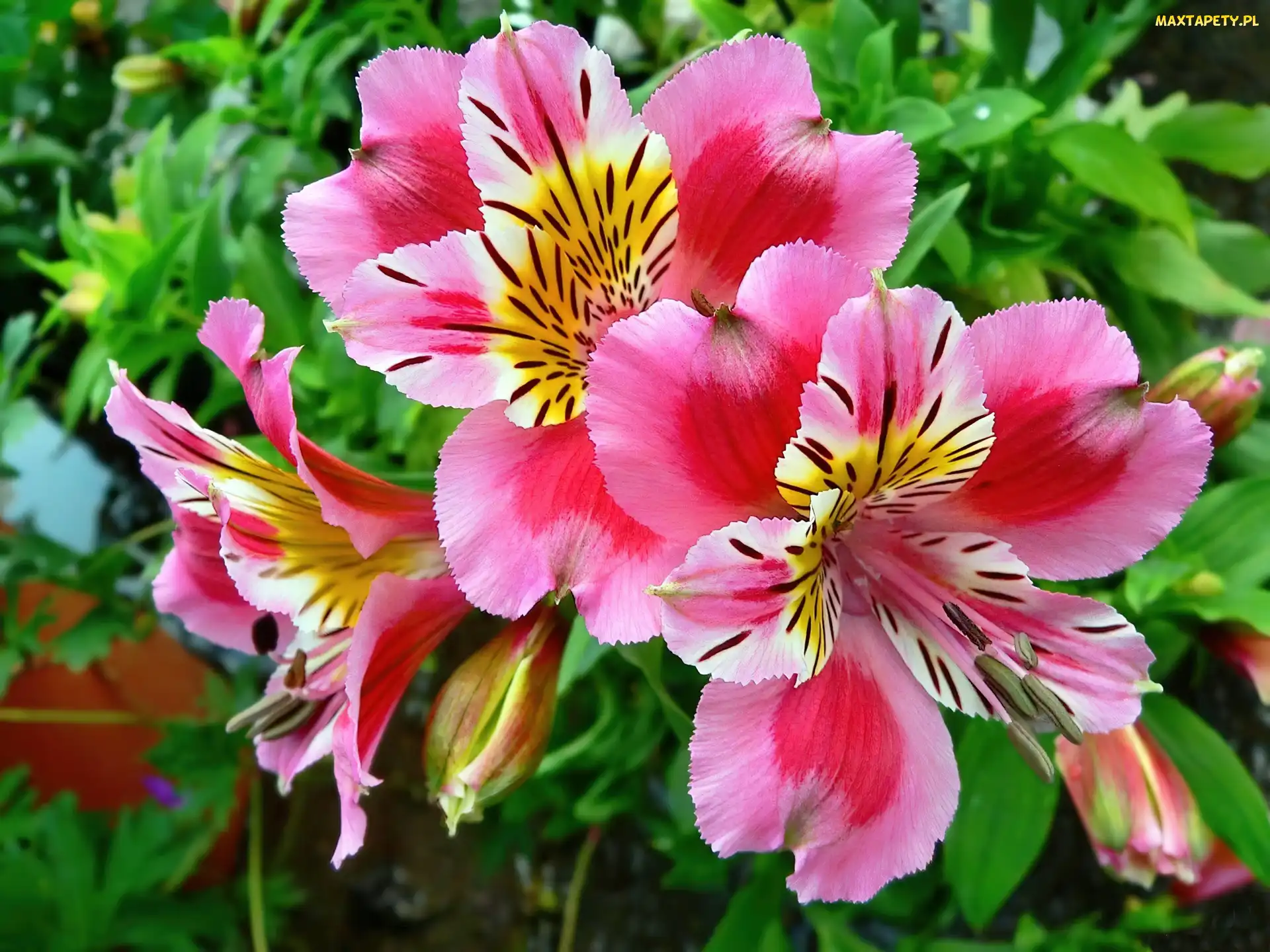 Kwiaty, Alstroemeria, Różowa