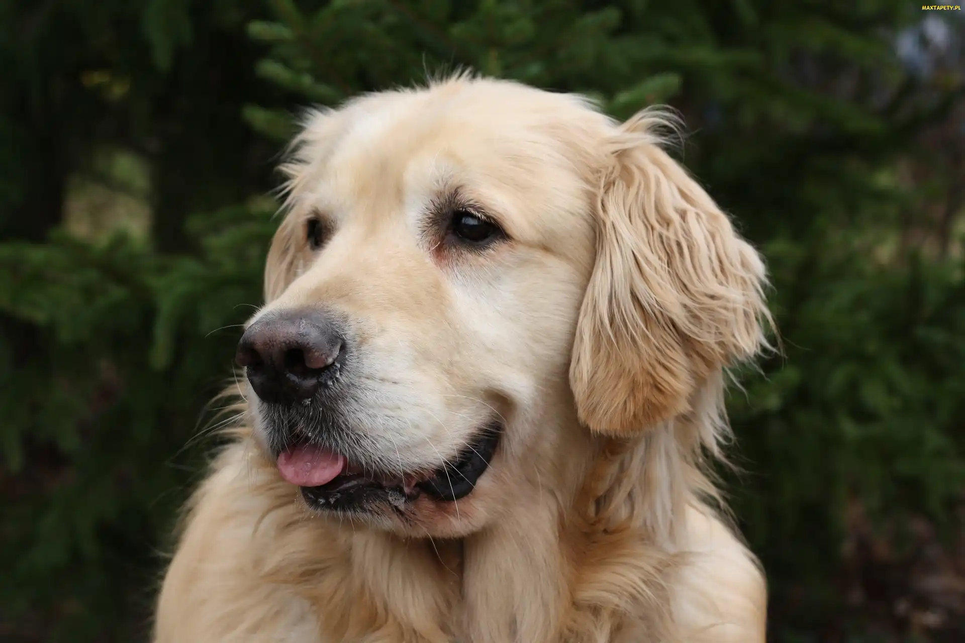 Golden, Retriever, Pies