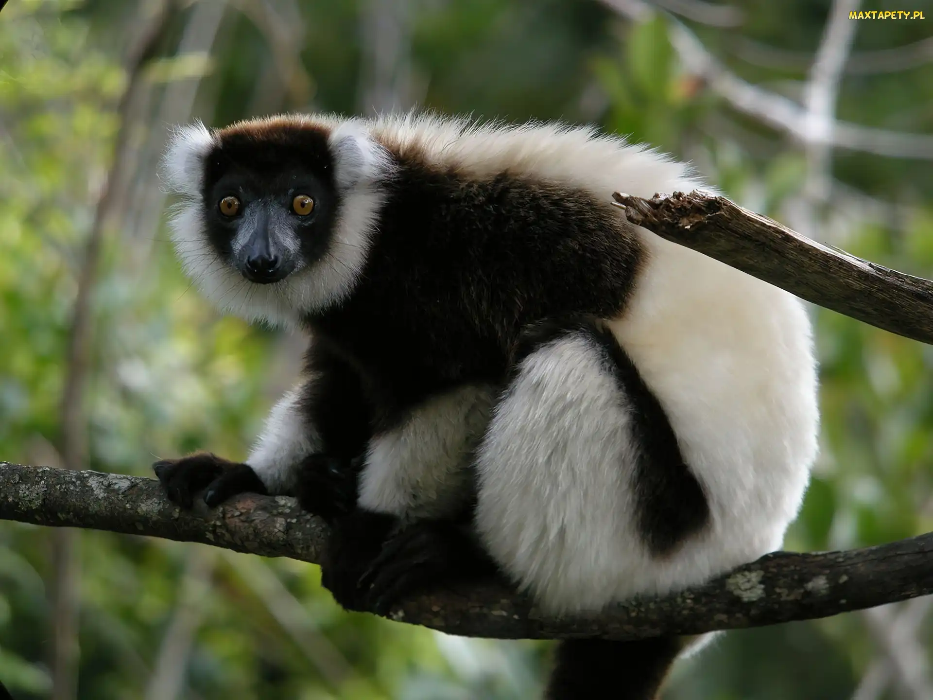 Lemur, Gałąz