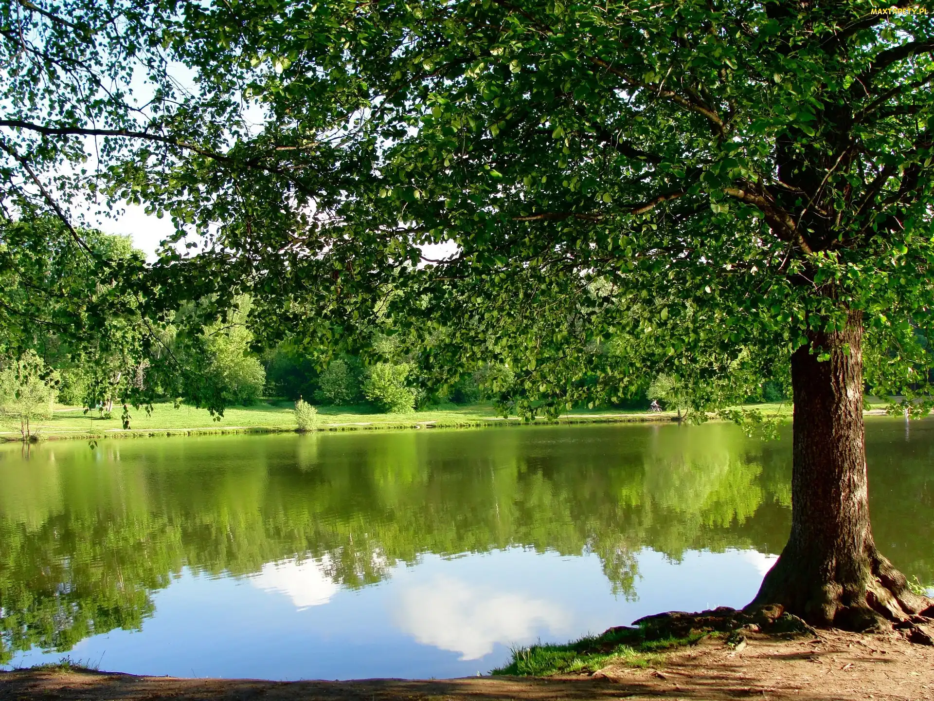 Jezioro, Drzewa, Park
