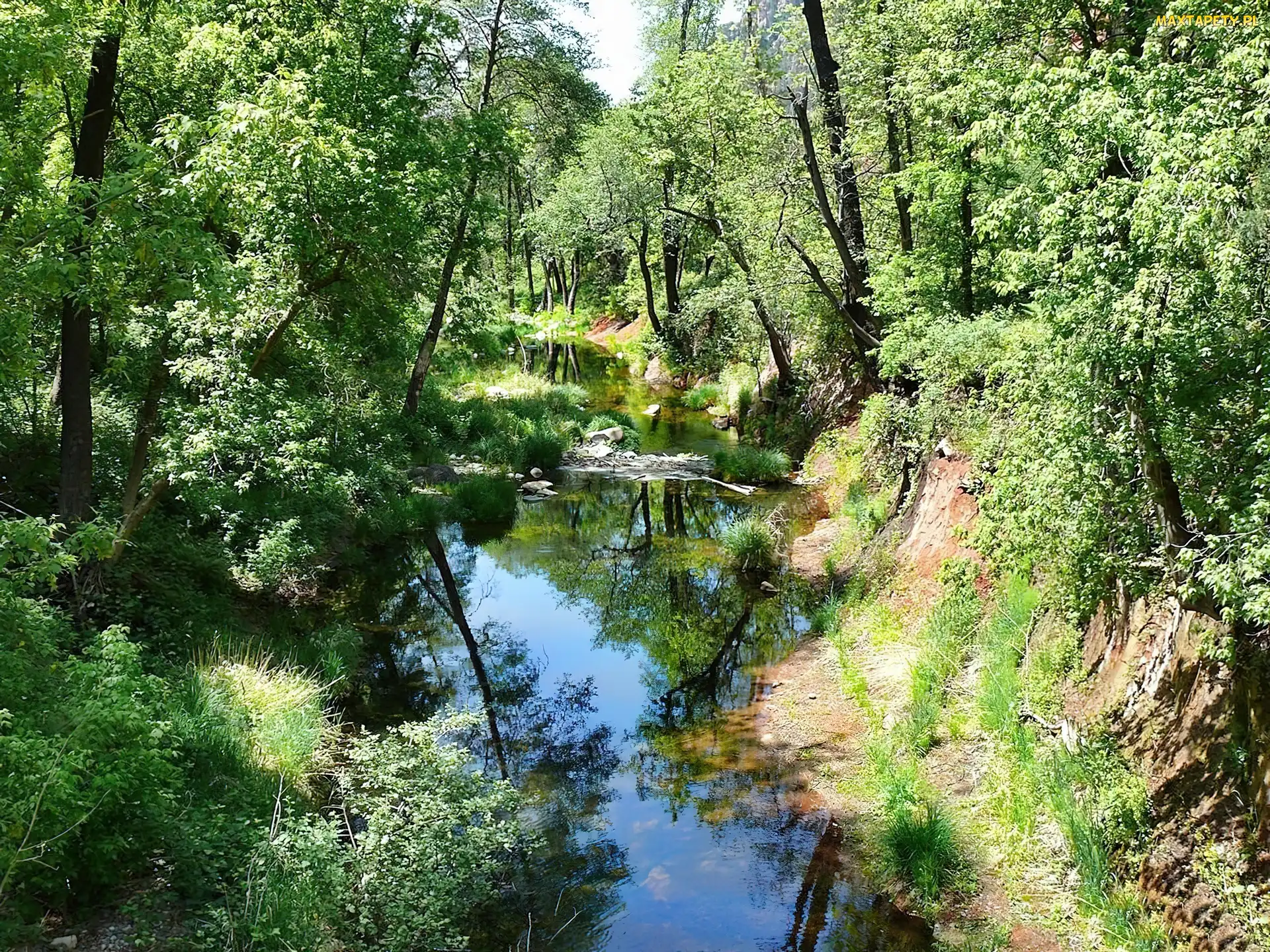 Las, Lato, Rzeczka