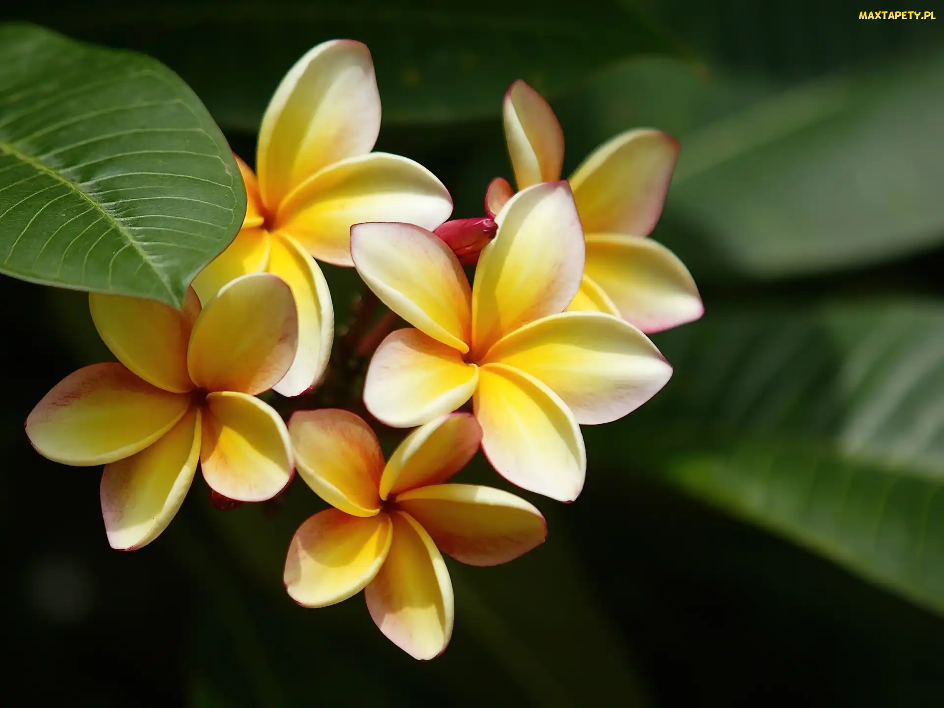 Żółta, Plumeria, Kwiaty