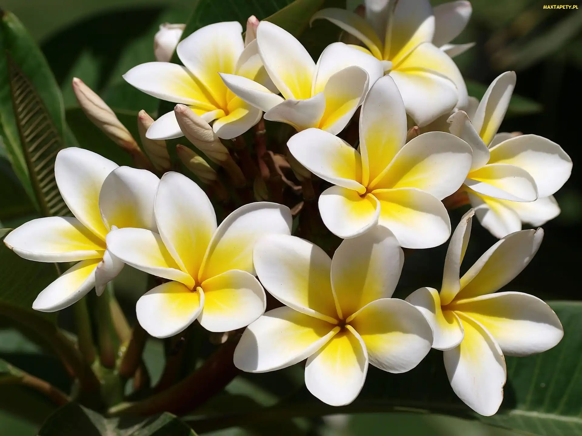 Plumeria, Żółta, Kwiaty, Biało