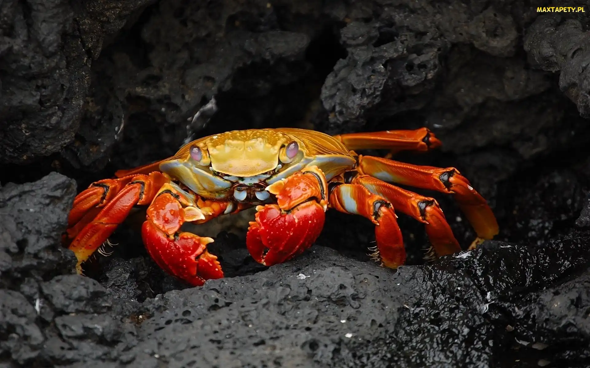 Krab, Skała, Czerwony