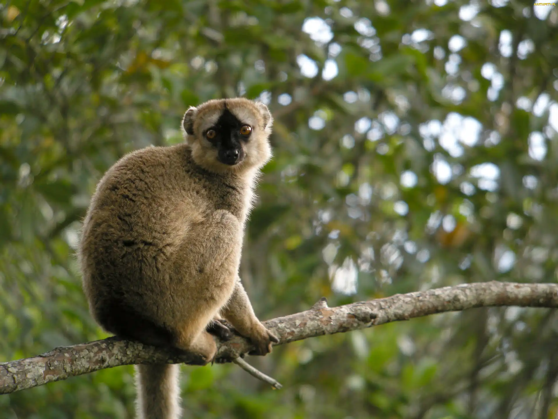Gałąz, Lemur