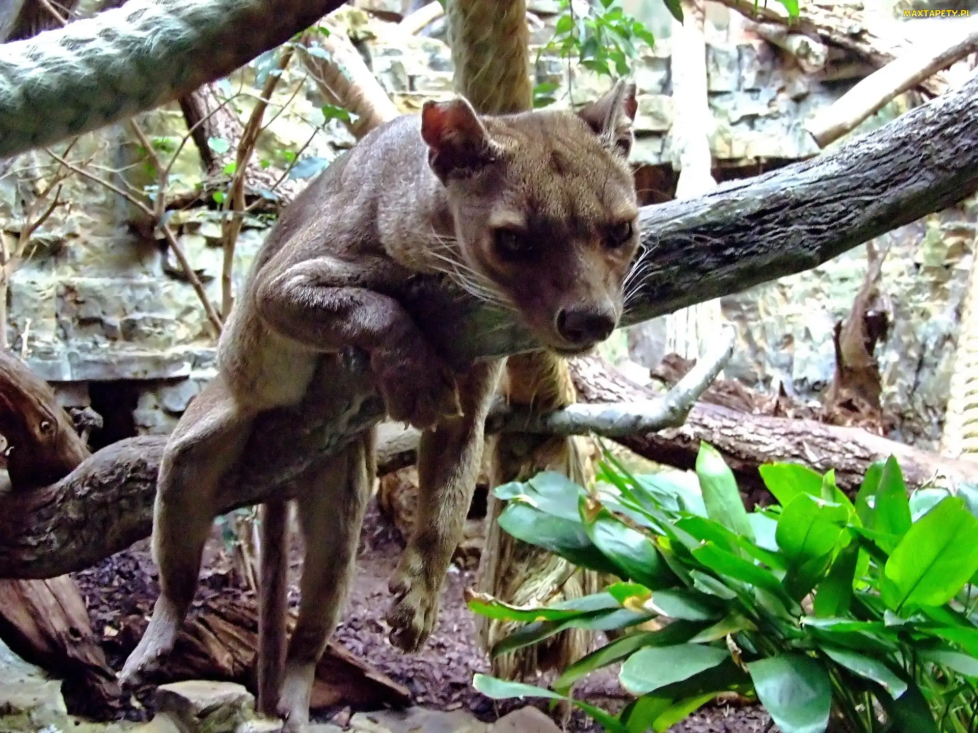 Zoo, Fossa