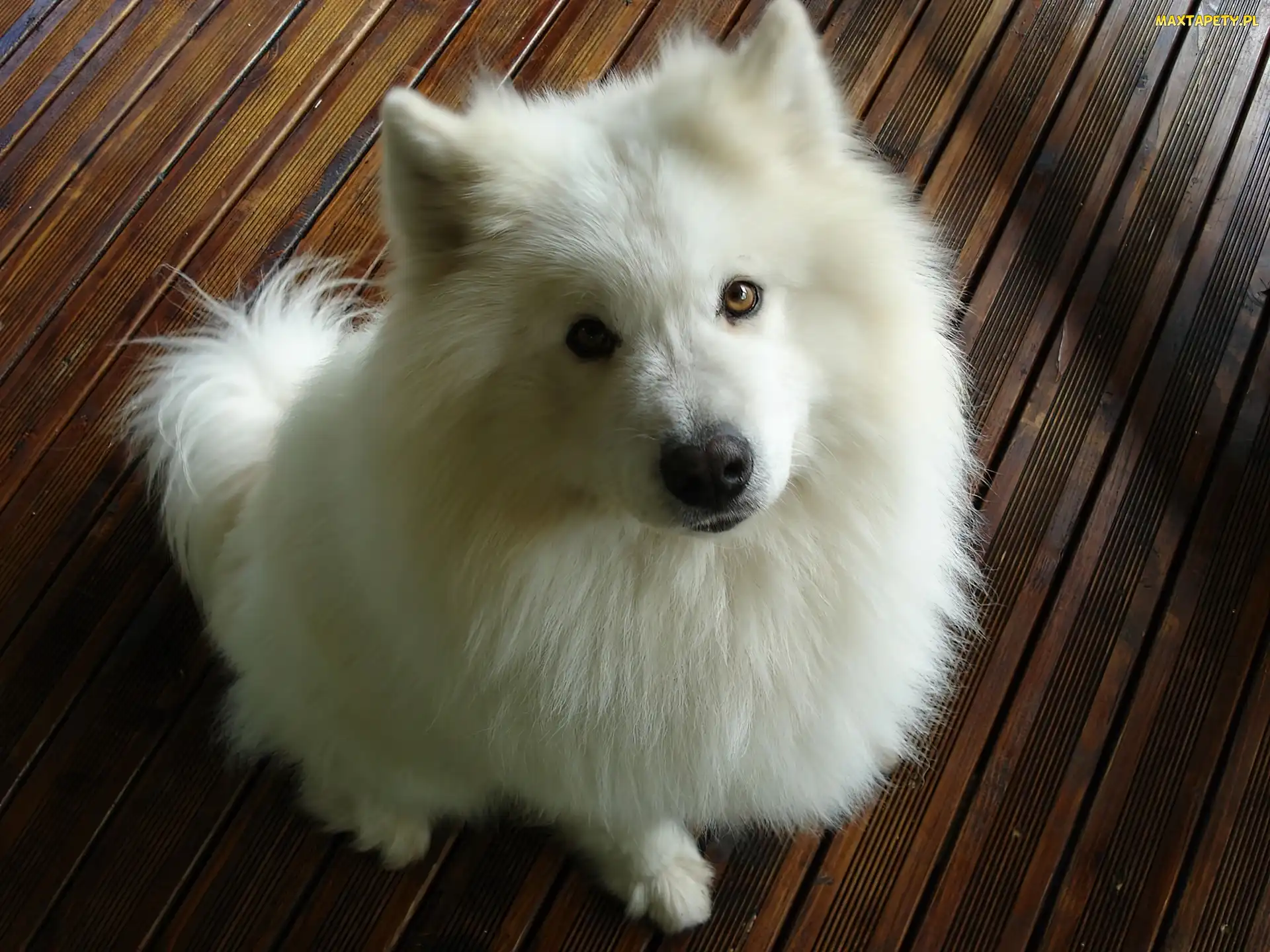 Biały, Samoyed, Piesek