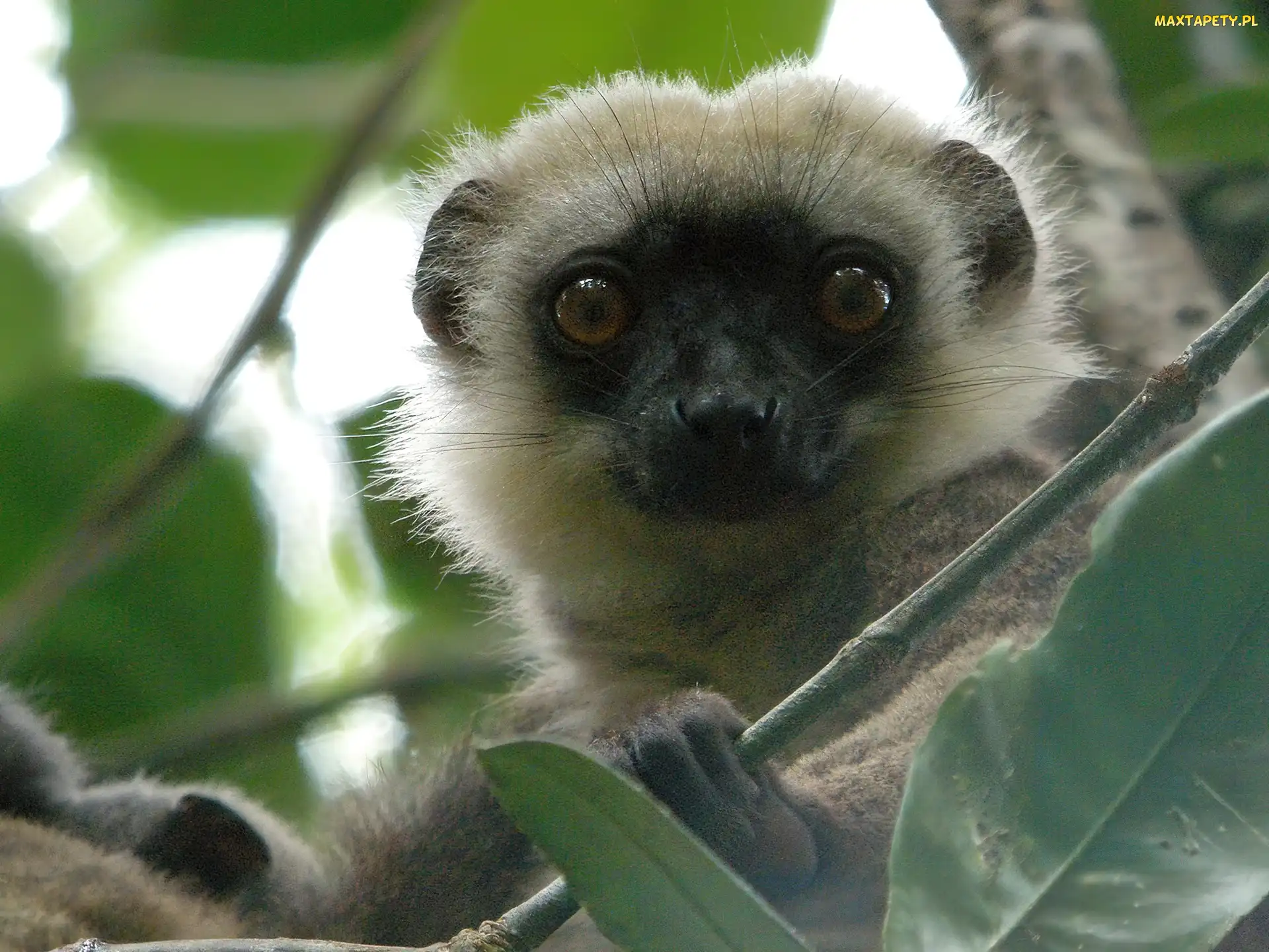 Listki, Lemur