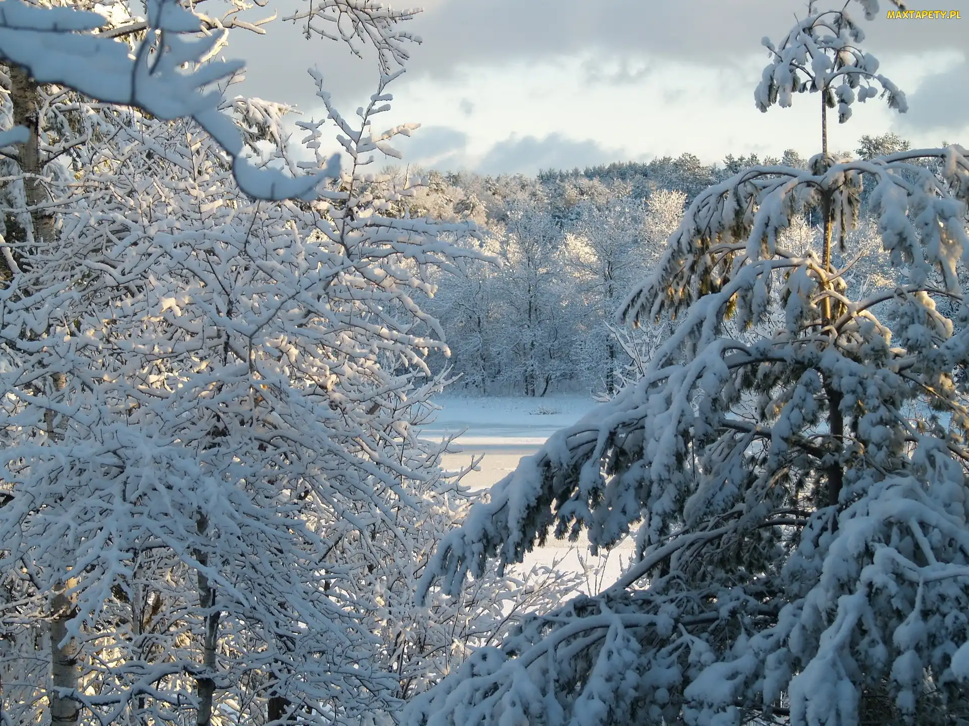 Śnieg, Zima, Las