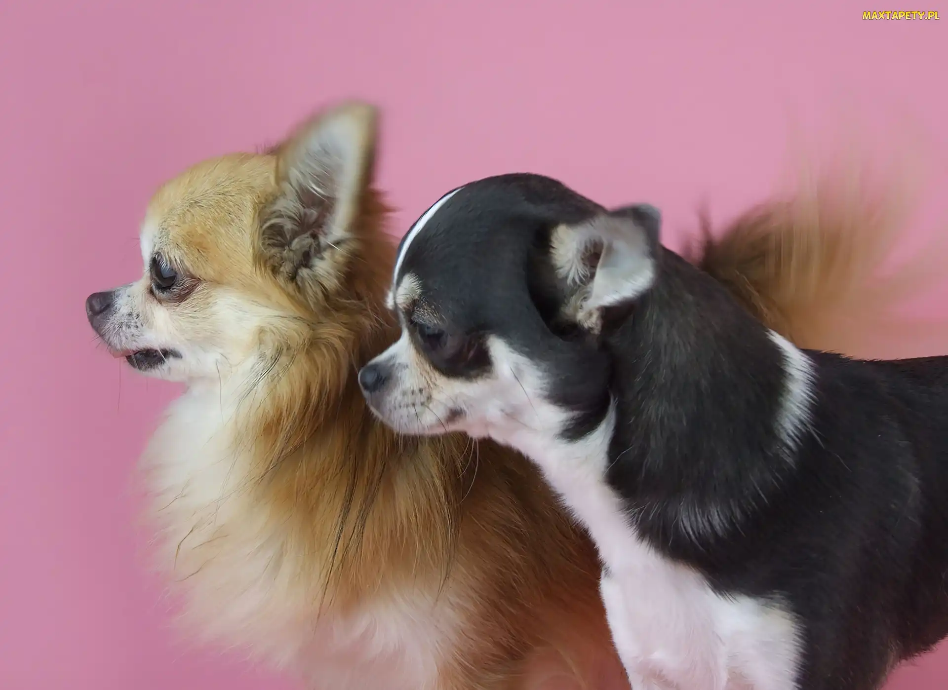 Pieski, Chihuahua, Dwa