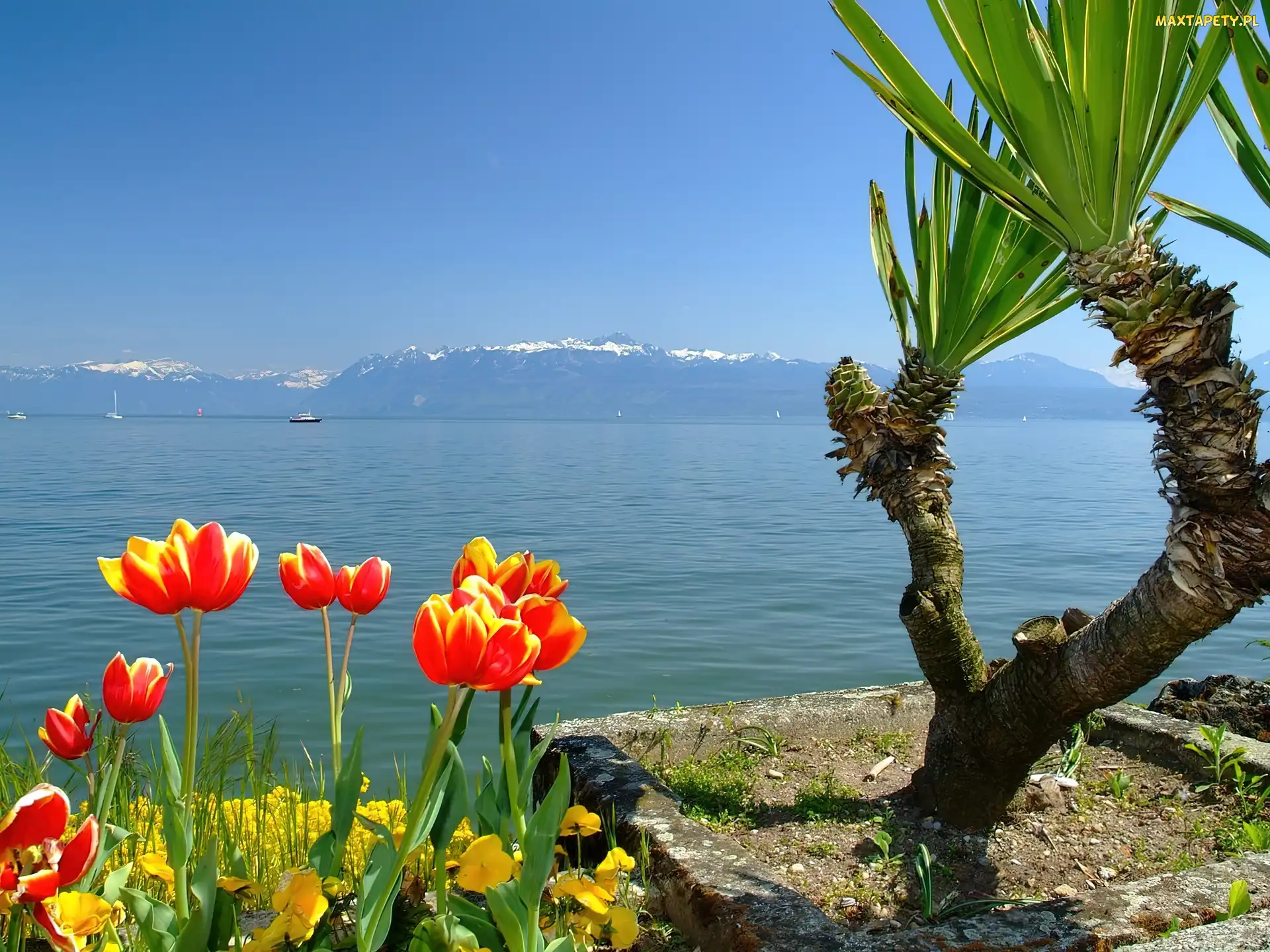 Jezioro, Palma, Tulipany