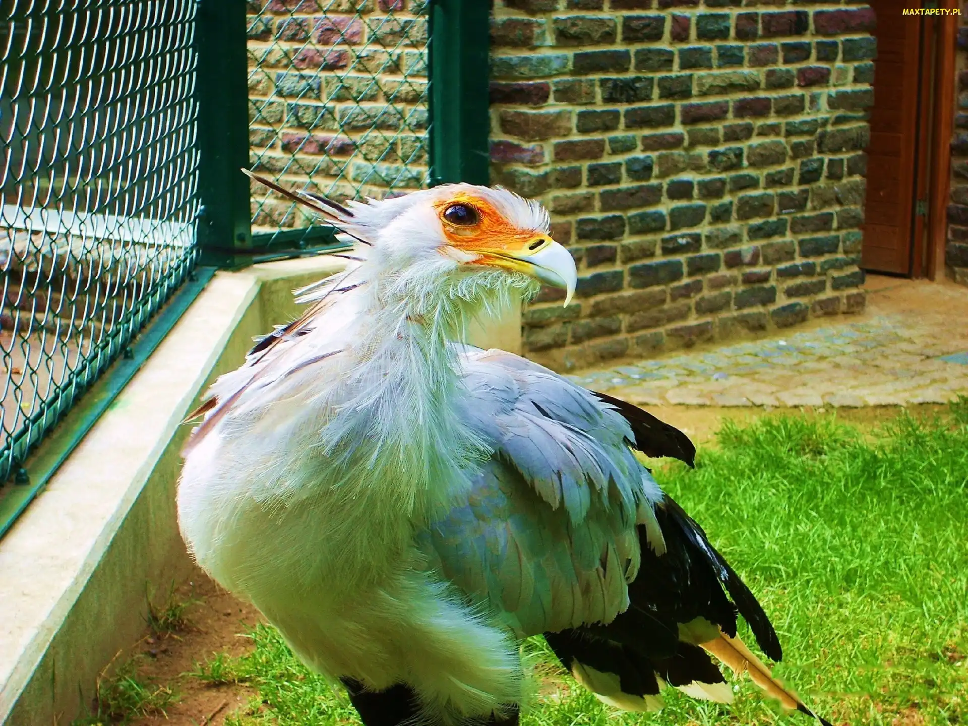 Ptak, Drapieżny, Sekretarz