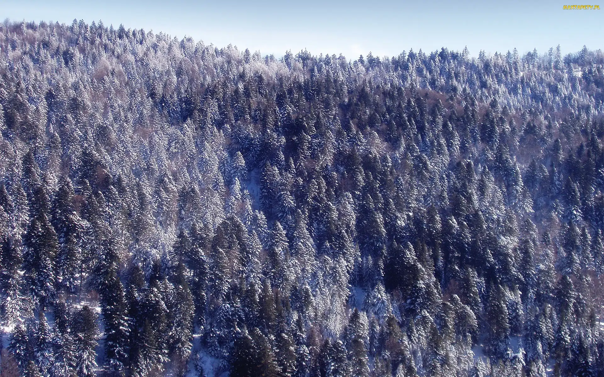 Śnieg, Zima, Las