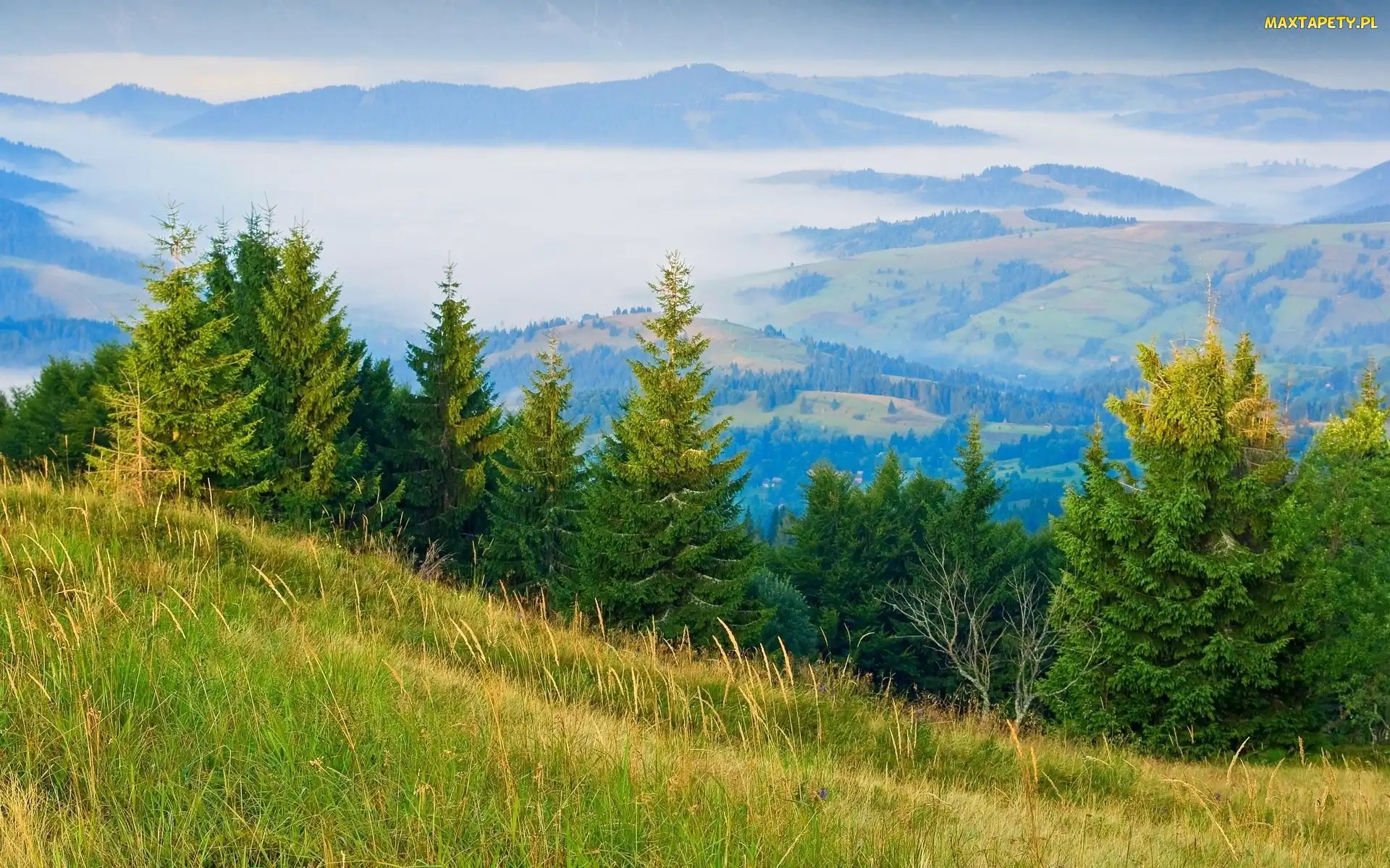 Góry, Panorama, Mgła, Lasy