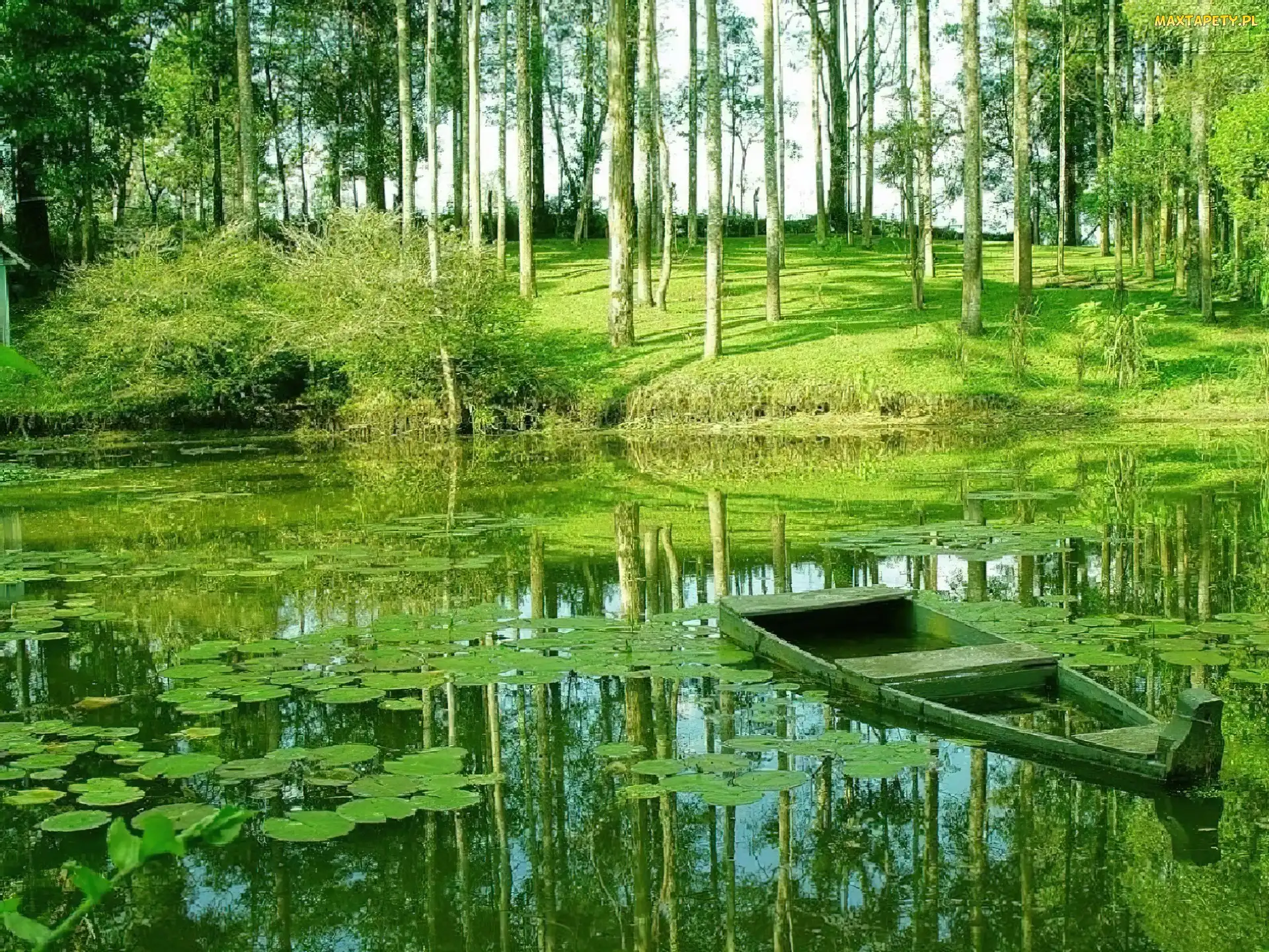 Łódka, Las, Jeziorko