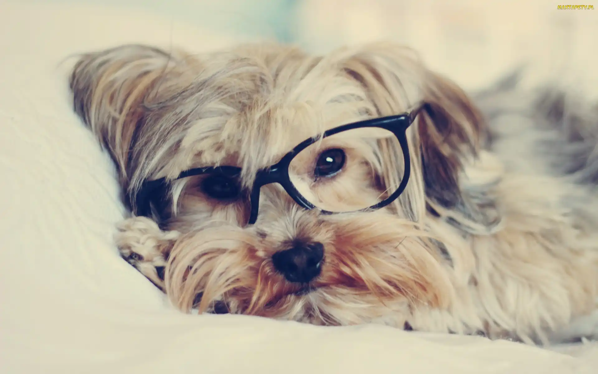 Okulary, Yorkshire Terrier, Pies