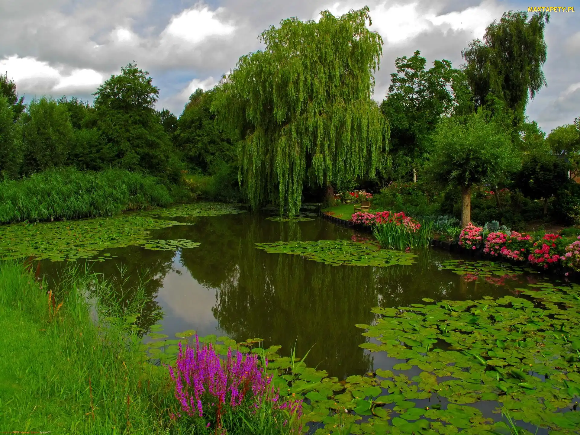 Staw, Roślinność, Park
