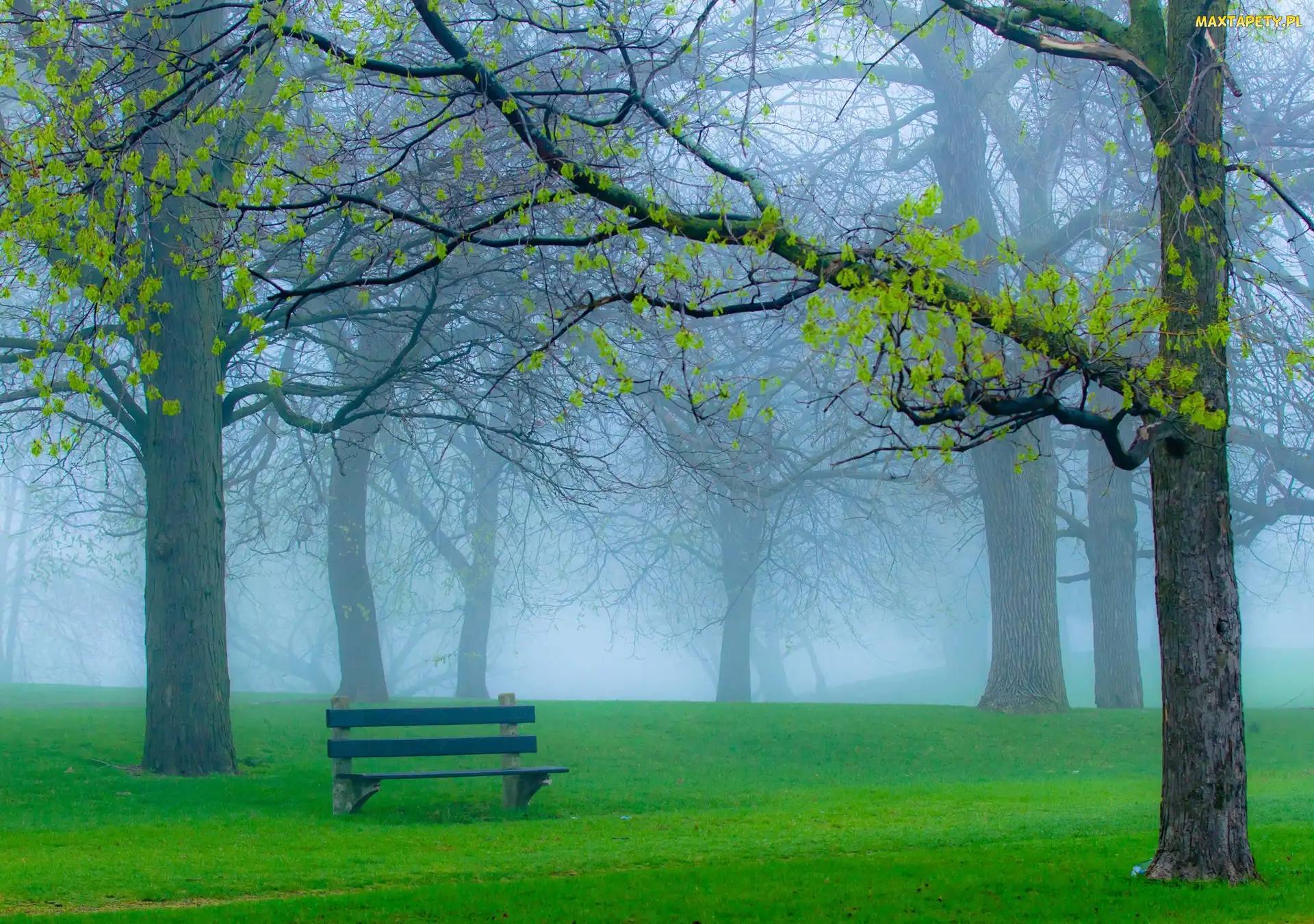 Mgła, Ławka, Park, Drzewa