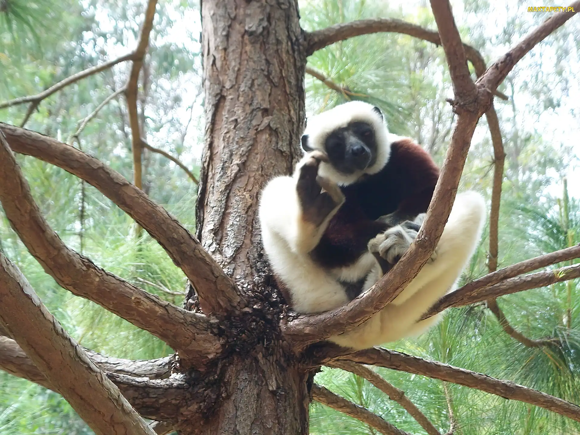 Drzewie, Na, Lemur, Sifaka