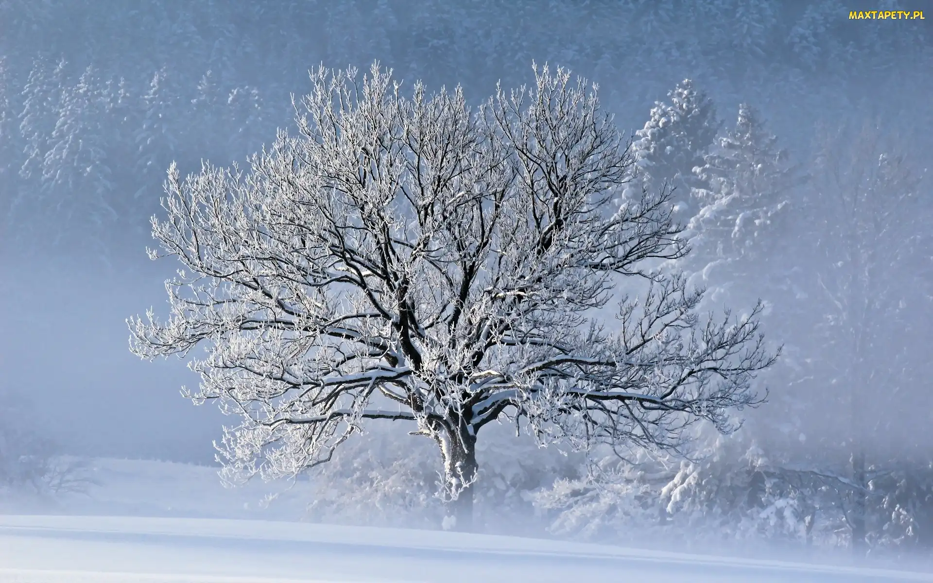 Śnieg, Zima, Drzewo