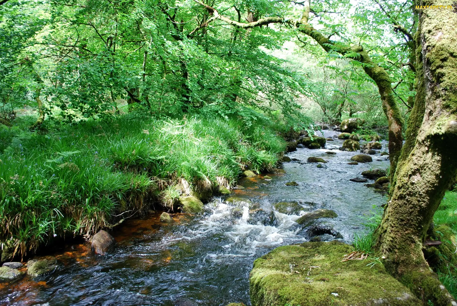 Park, Kamienie, Rzeka