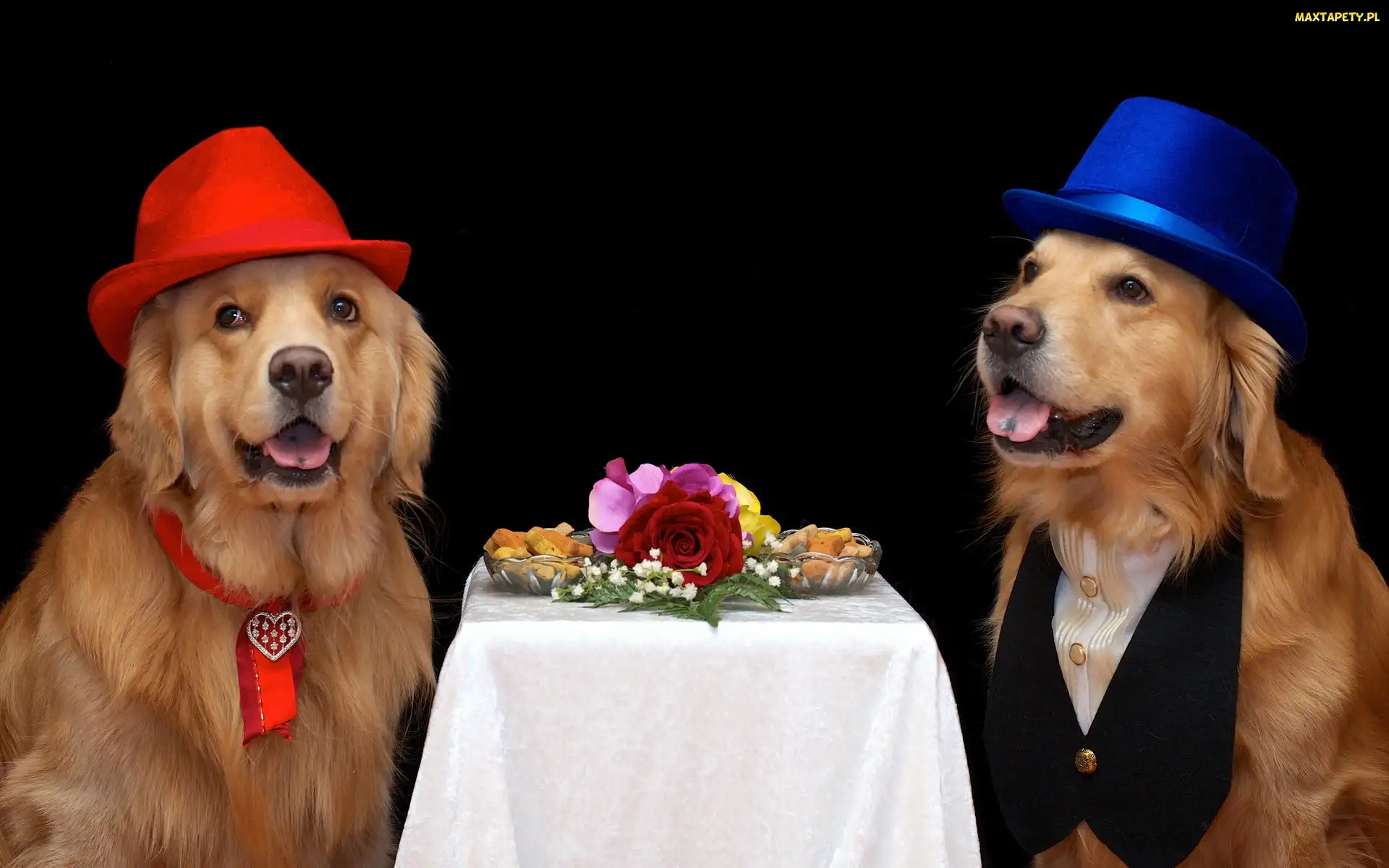 Kapelusze, Golden retriever, Dwa, Psy