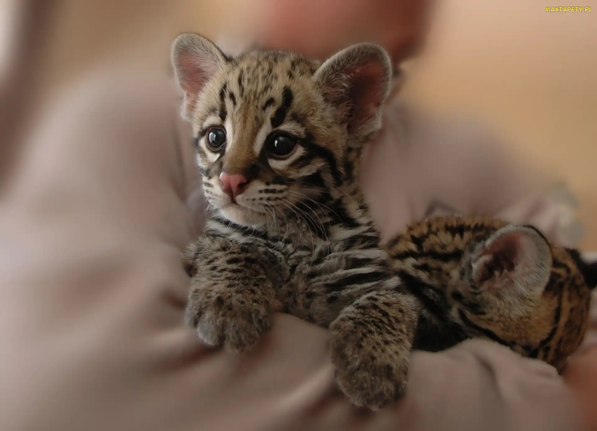 Ocelot, Malutki