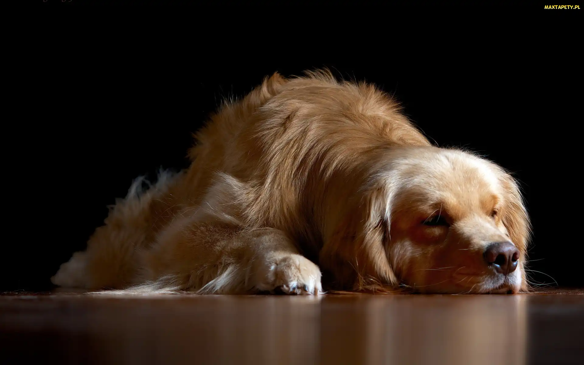 Golden, Retriever, Pies