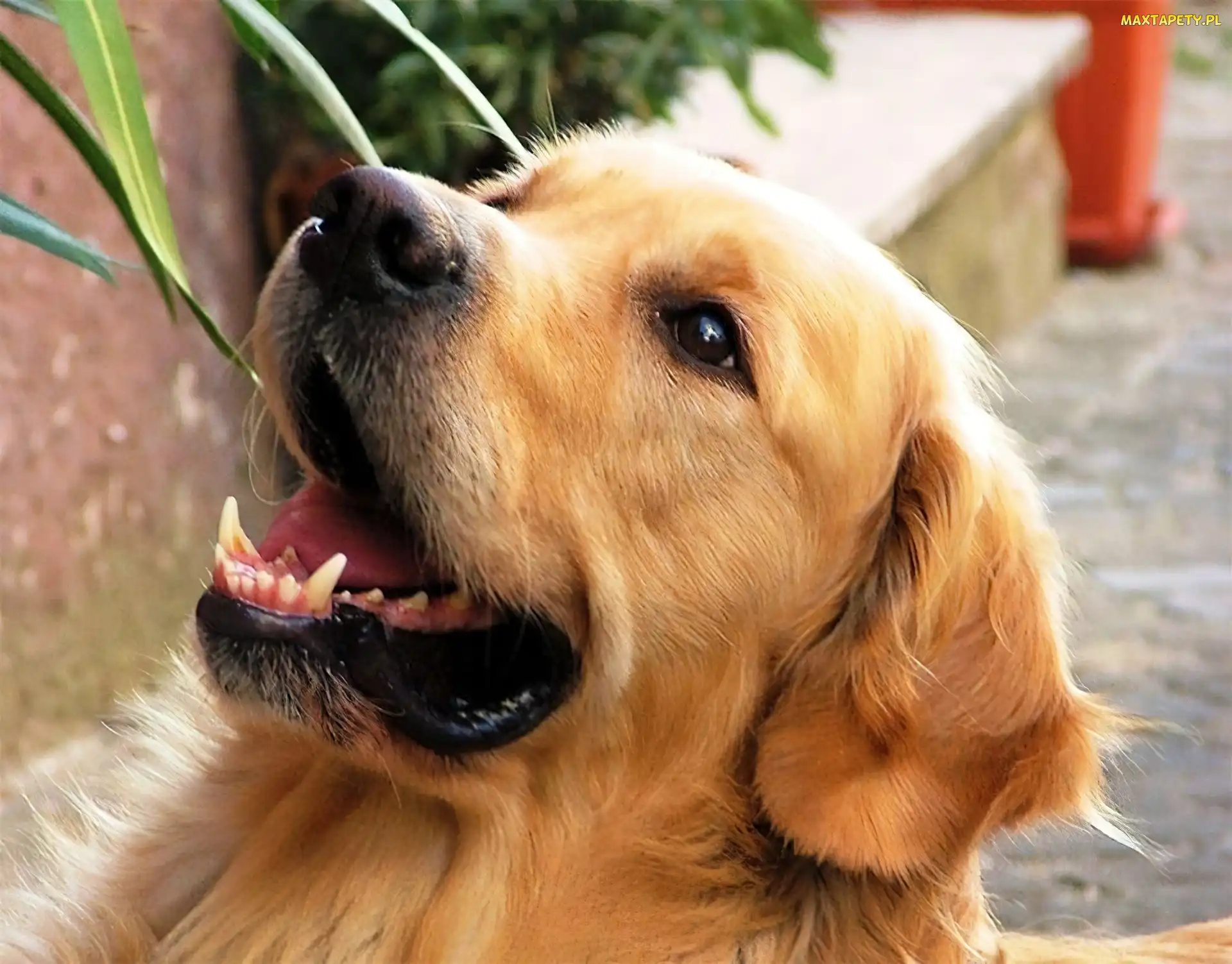 Golden, Retriever, Pies