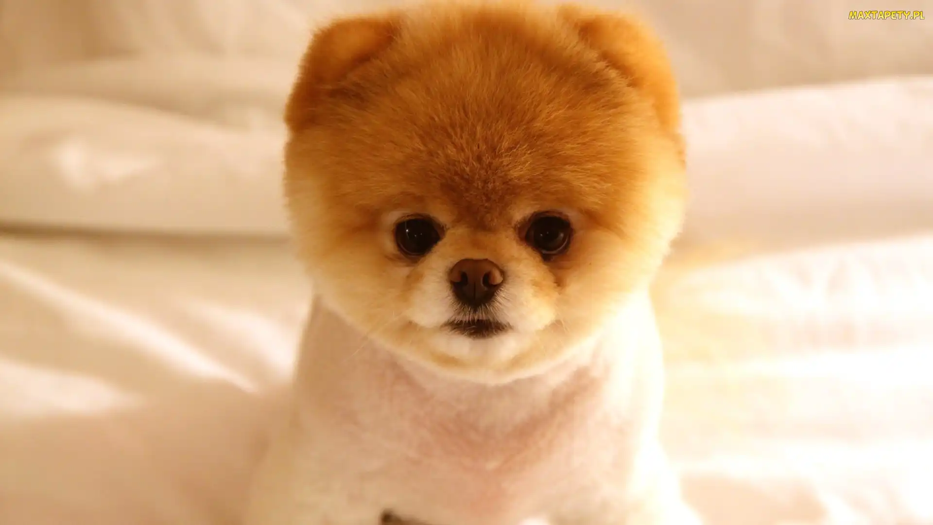 Pomeranian, Szpic miniaturowy, Mały, Piesek