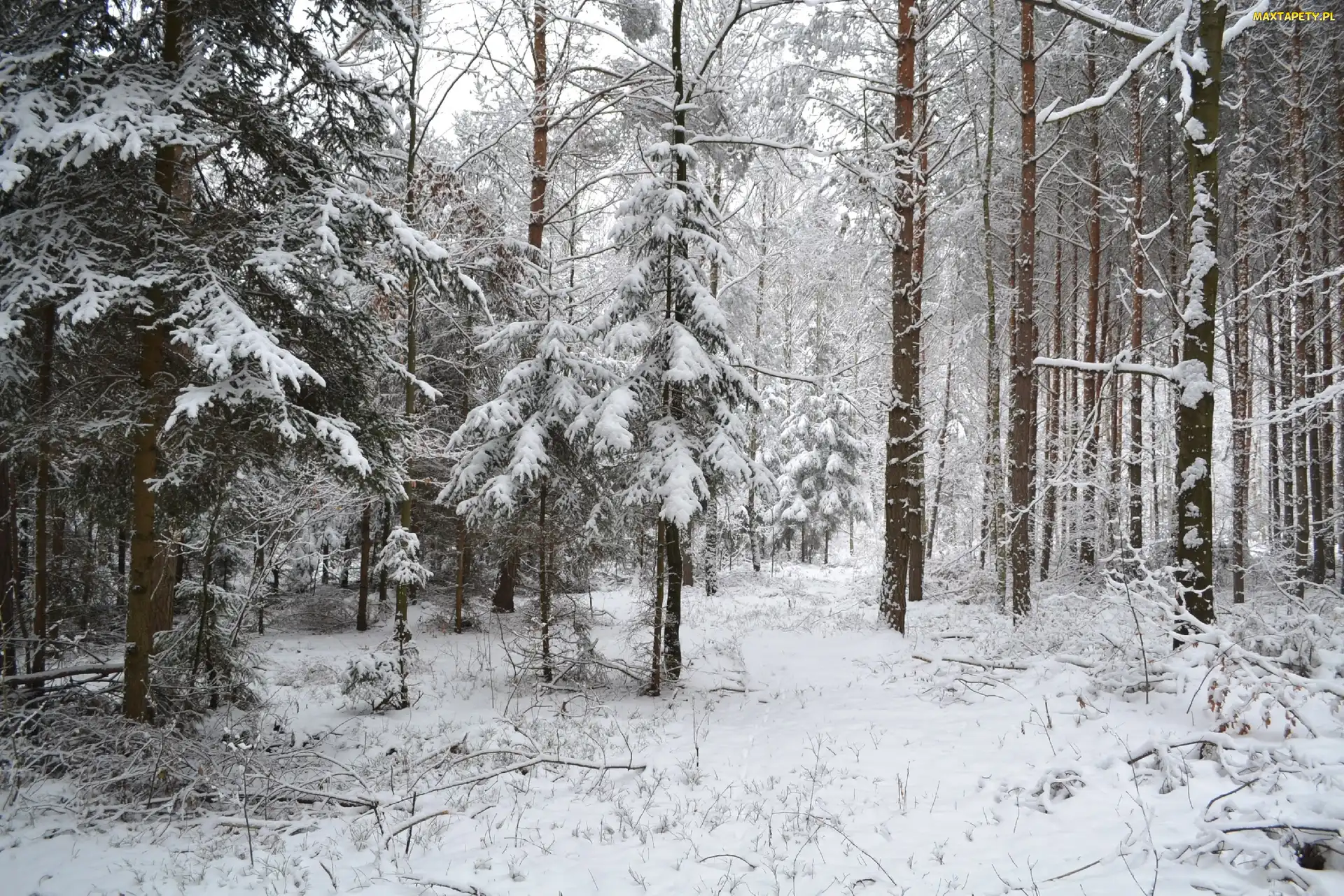 Las, Śnieg, Zimowy