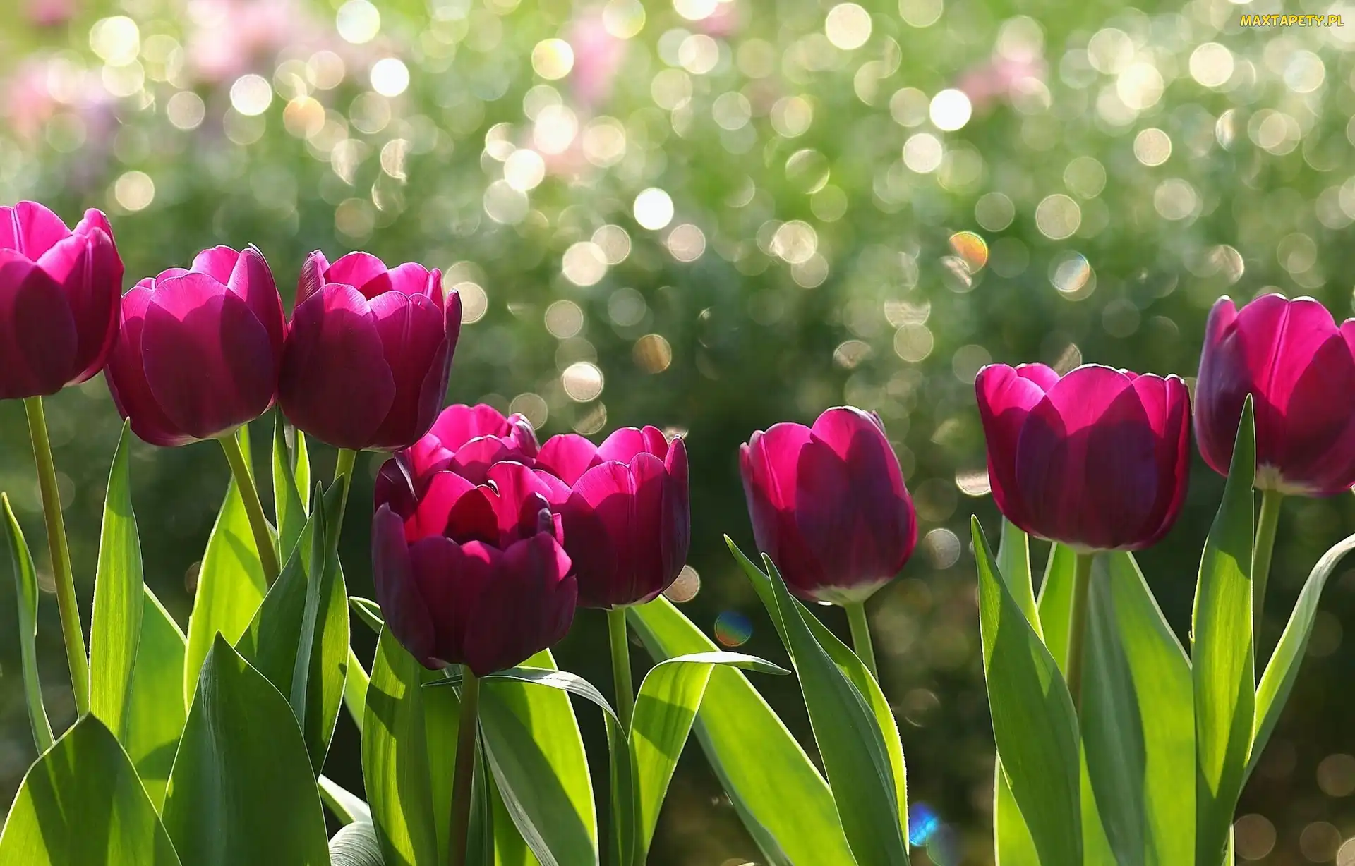Tulipany, Kwiaty