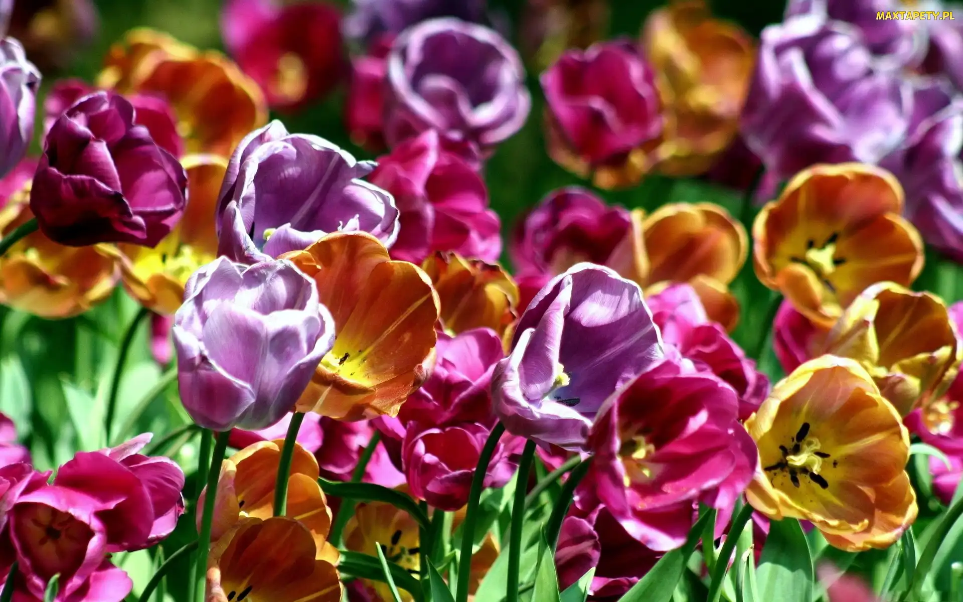 Kolorowe, Tulipany, Kwiaty