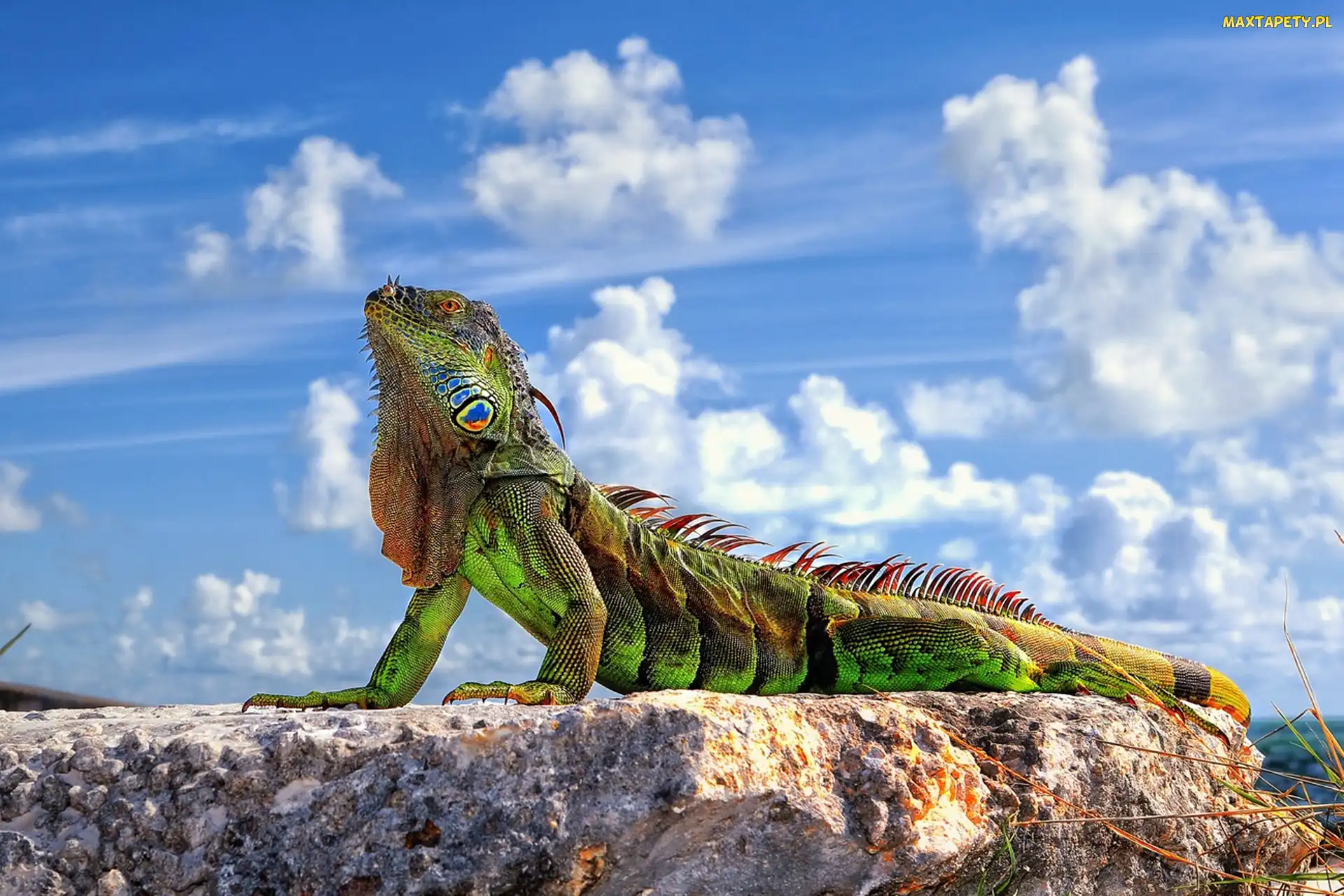 Skała, Chmury, Iguana