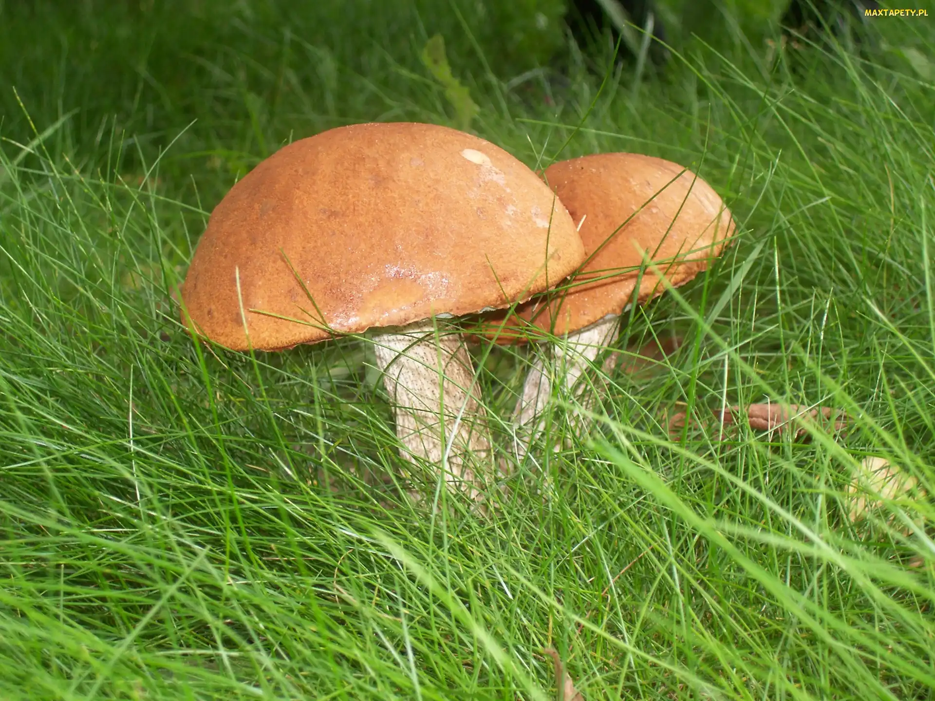 Czerwone, Trawa, Kozaki, Grzyby, Piękne